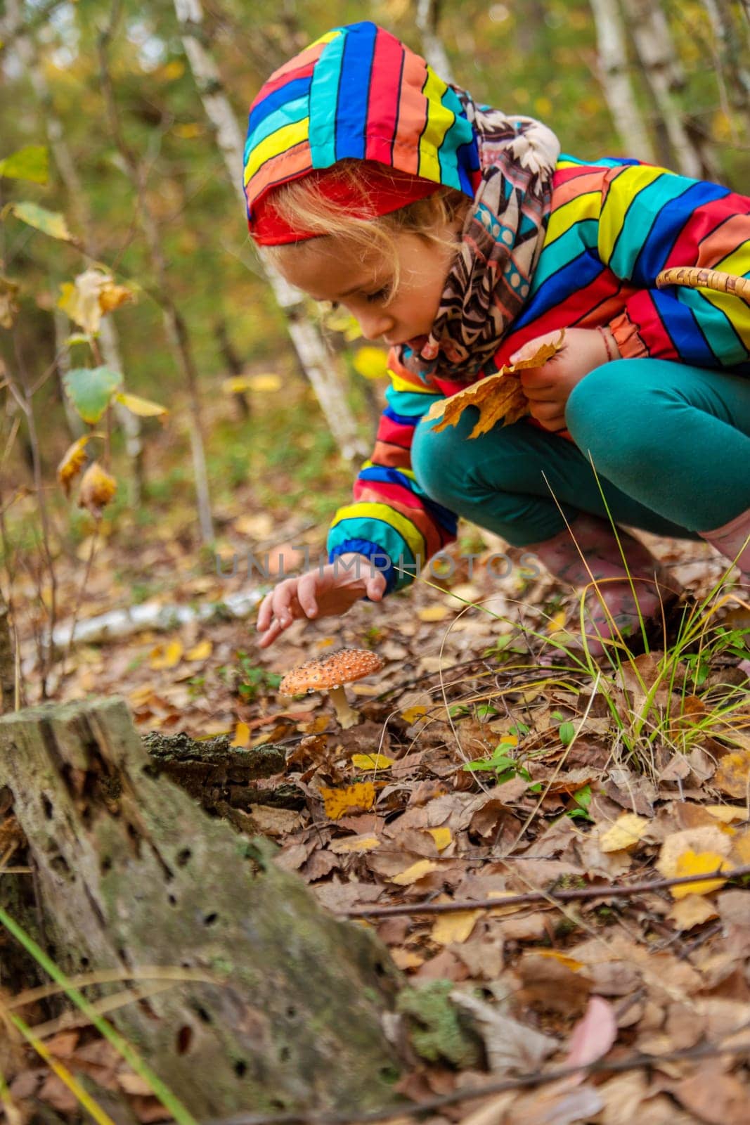 Child and fly agaric in the forest. Selective focus. nature.
