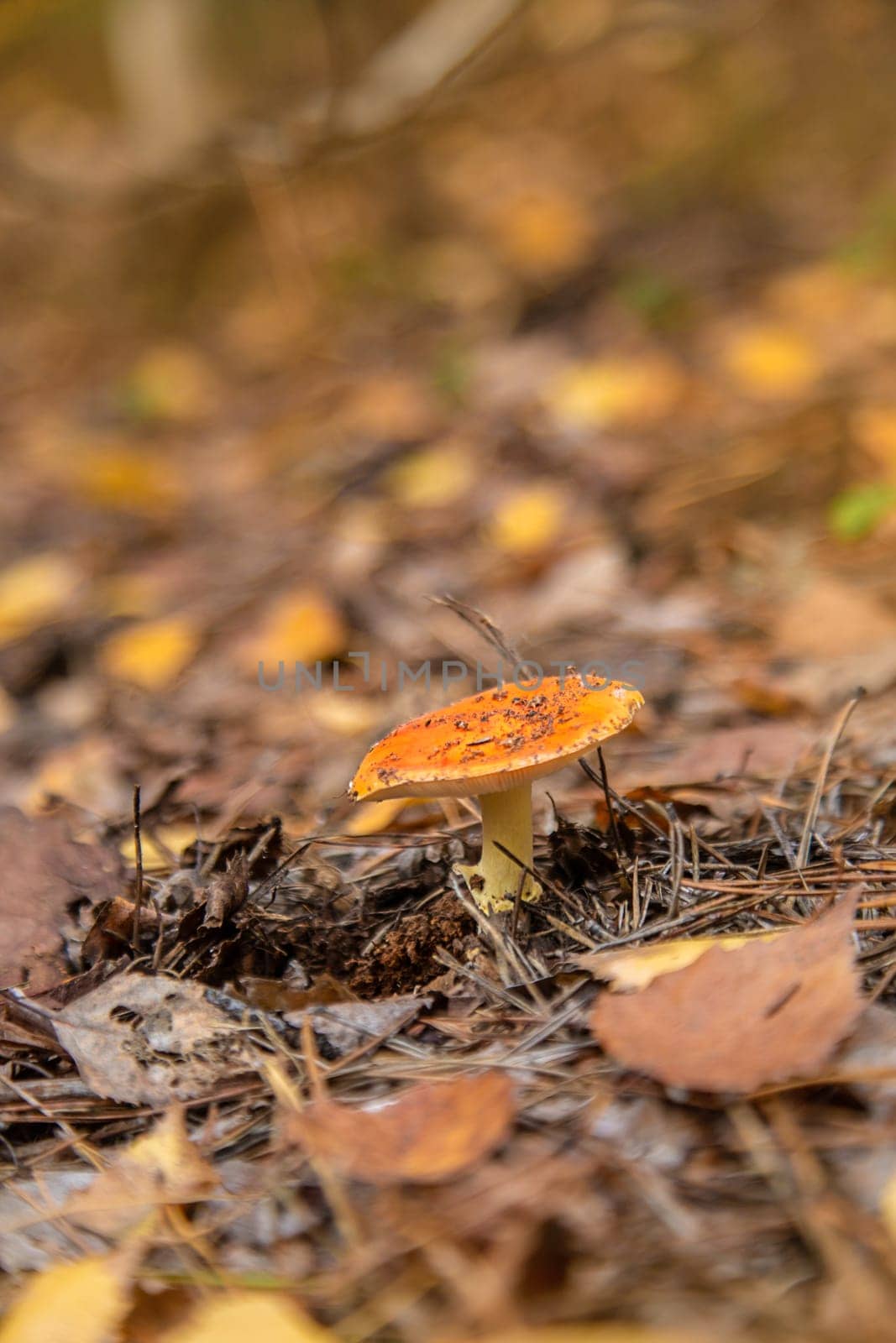 Bad mushrooms in the forest. Selective focus. nature.