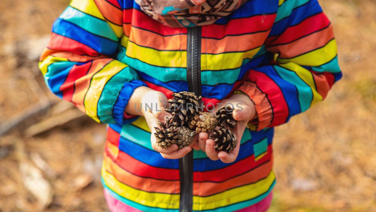 A child holds pine cones in the forest in his hands. Selective focus. nature.