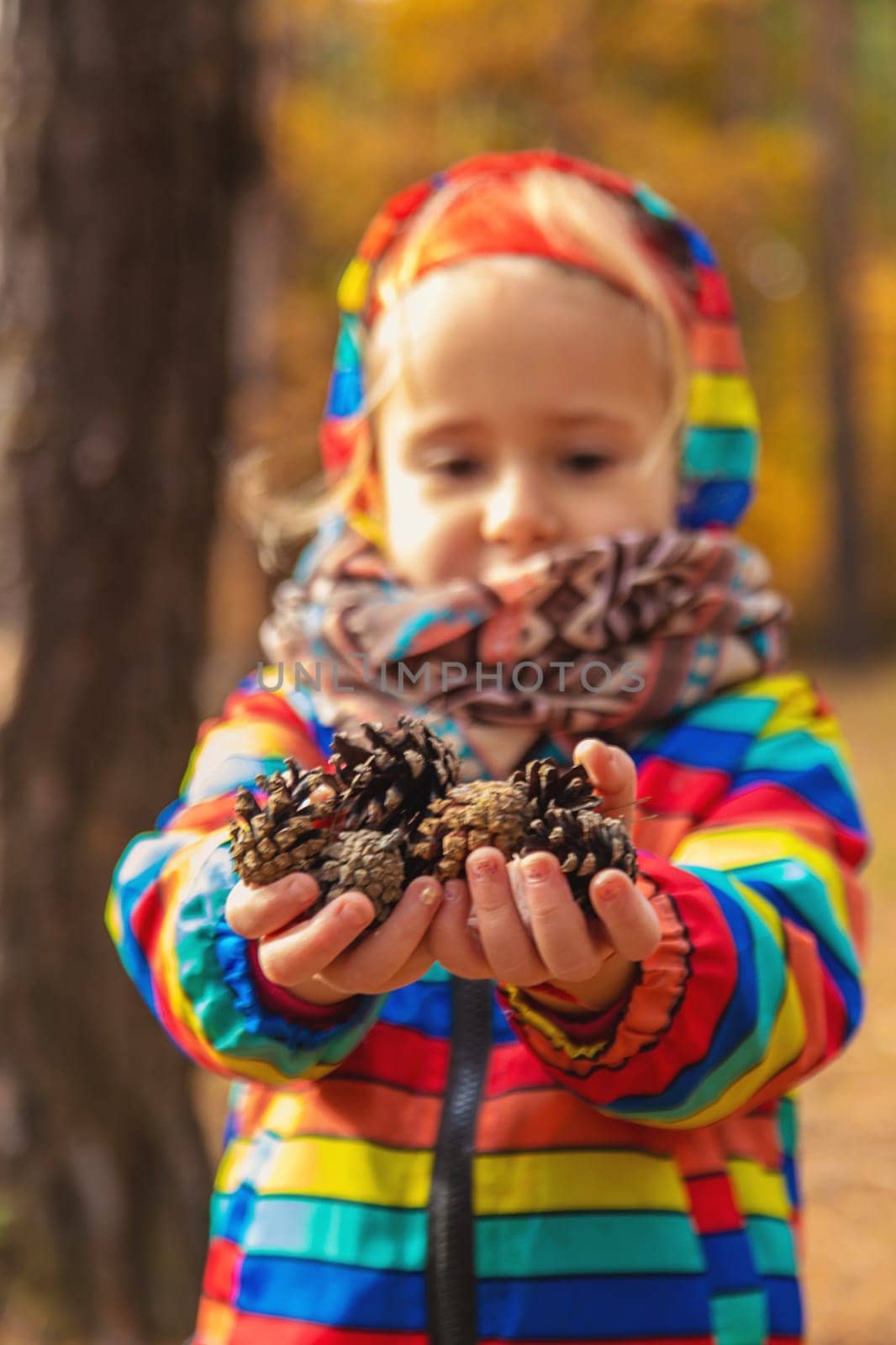 A child holds pine cones in the forest in his hands. Selective focus. nature.