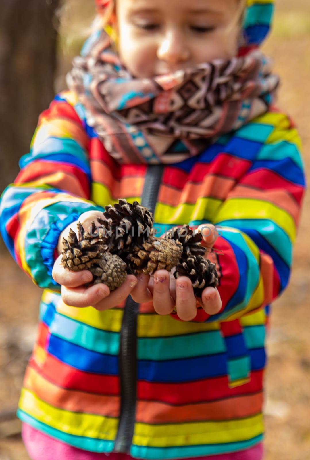 A child holds pine cones in the forest in his hands. Selective focus. nature.
