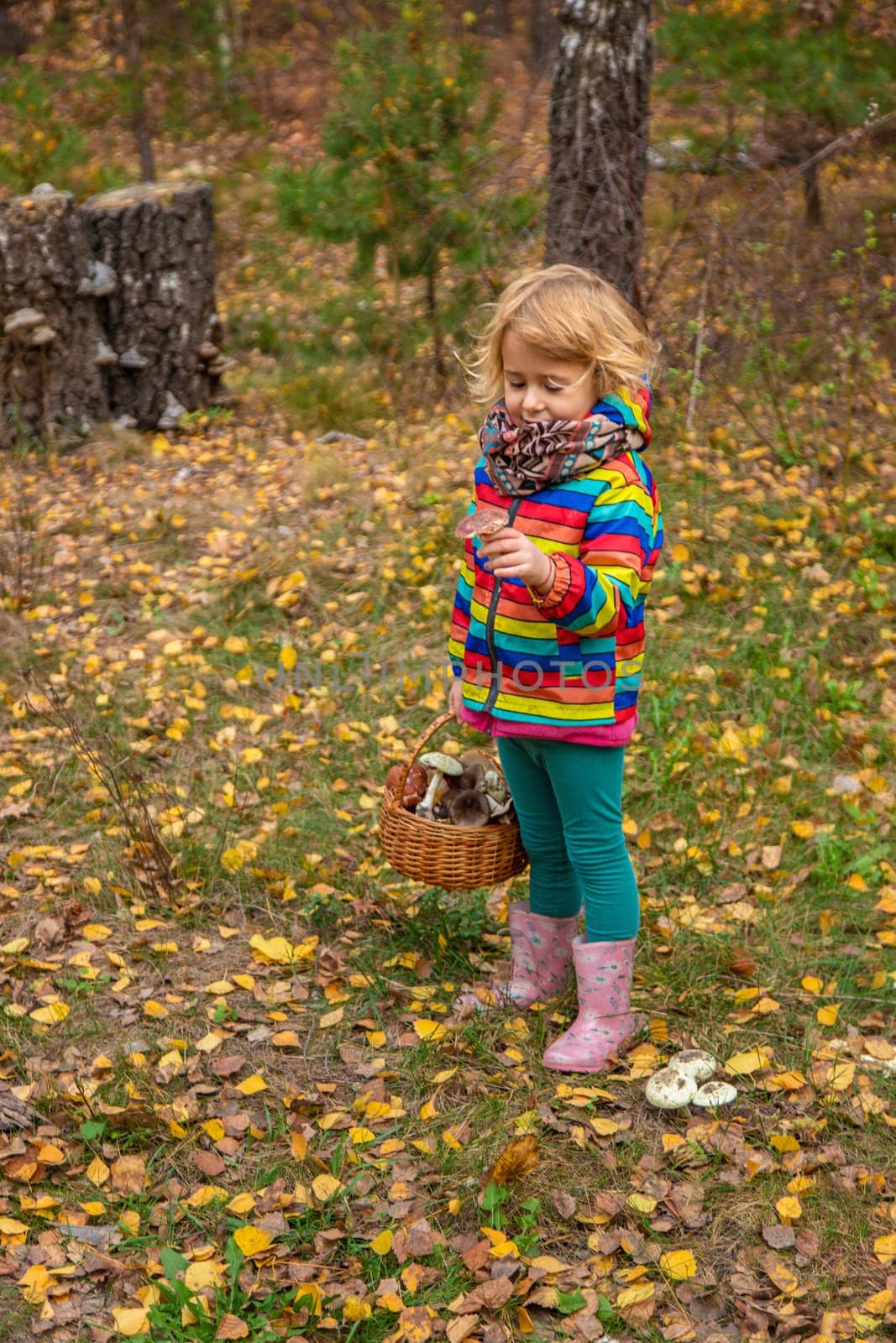 Child with a basket of mushrooms in the forest. Selective focus. nature.