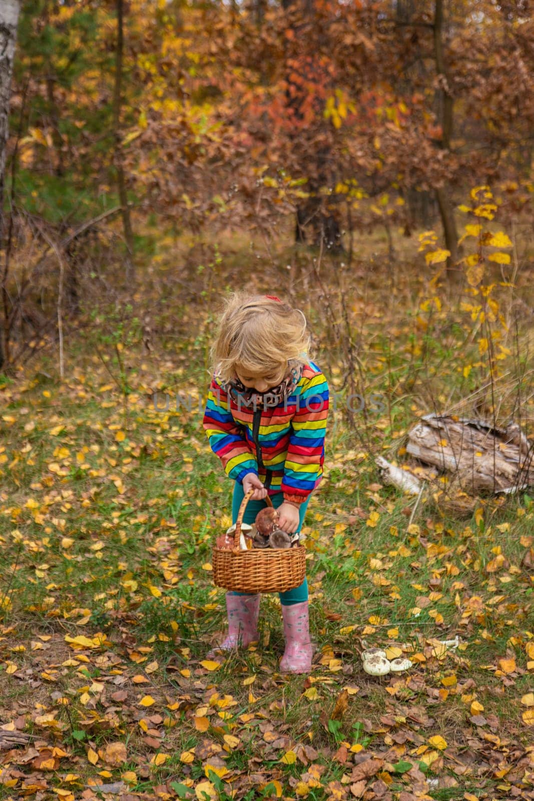 Child with a basket of mushrooms in the forest. Selective focus. nature.