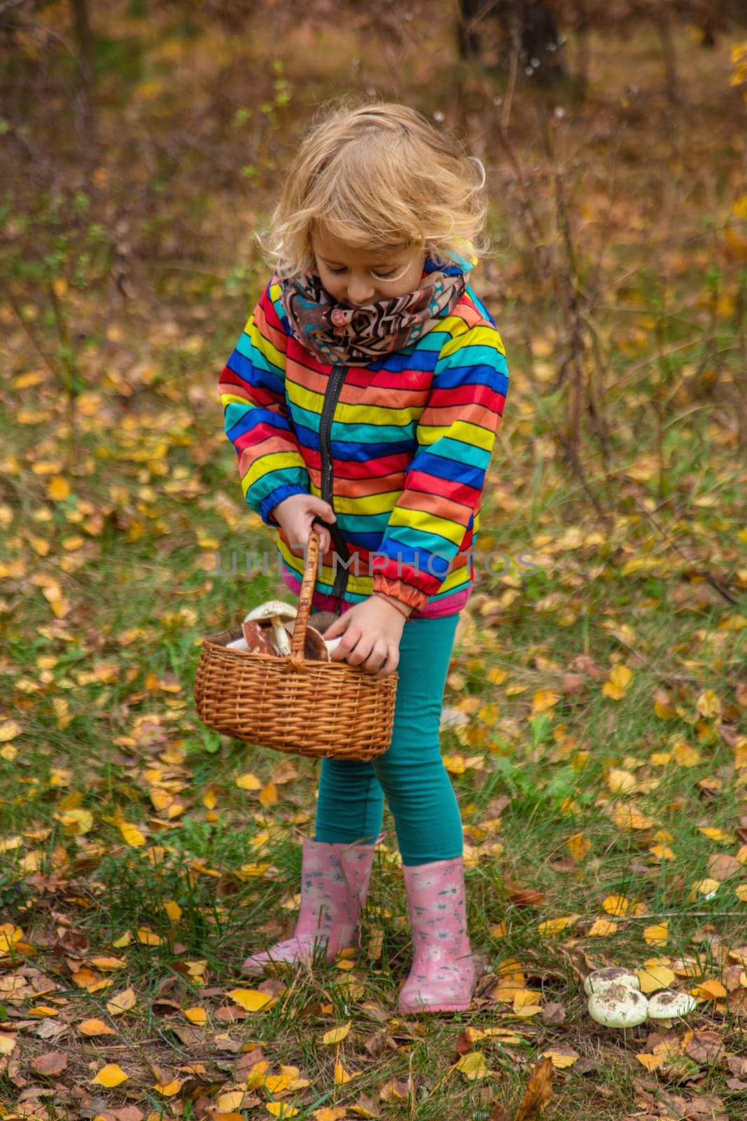 Child with a basket of mushrooms in the forest. Selective focus. nature.