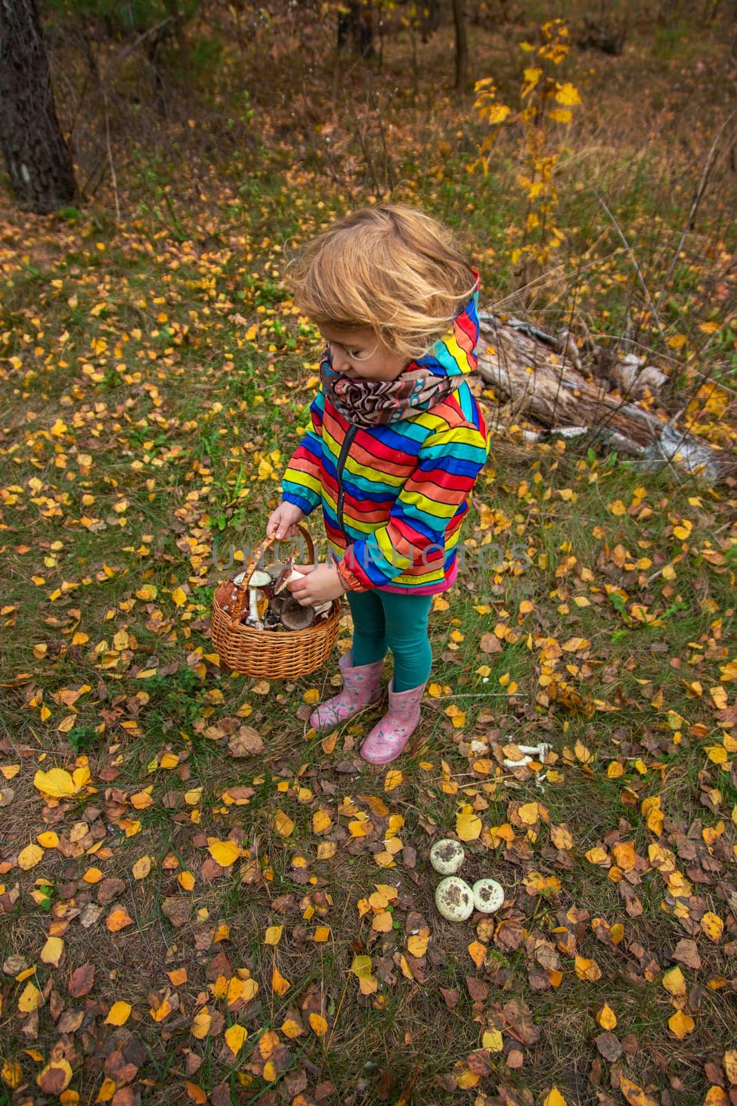 Child with a basket of mushrooms in the forest. Selective focus. nature.