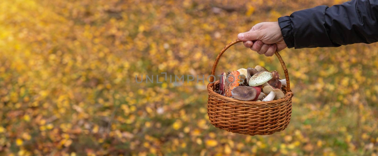 Basket with bad mushrooms in hands. Selective focus. nature.