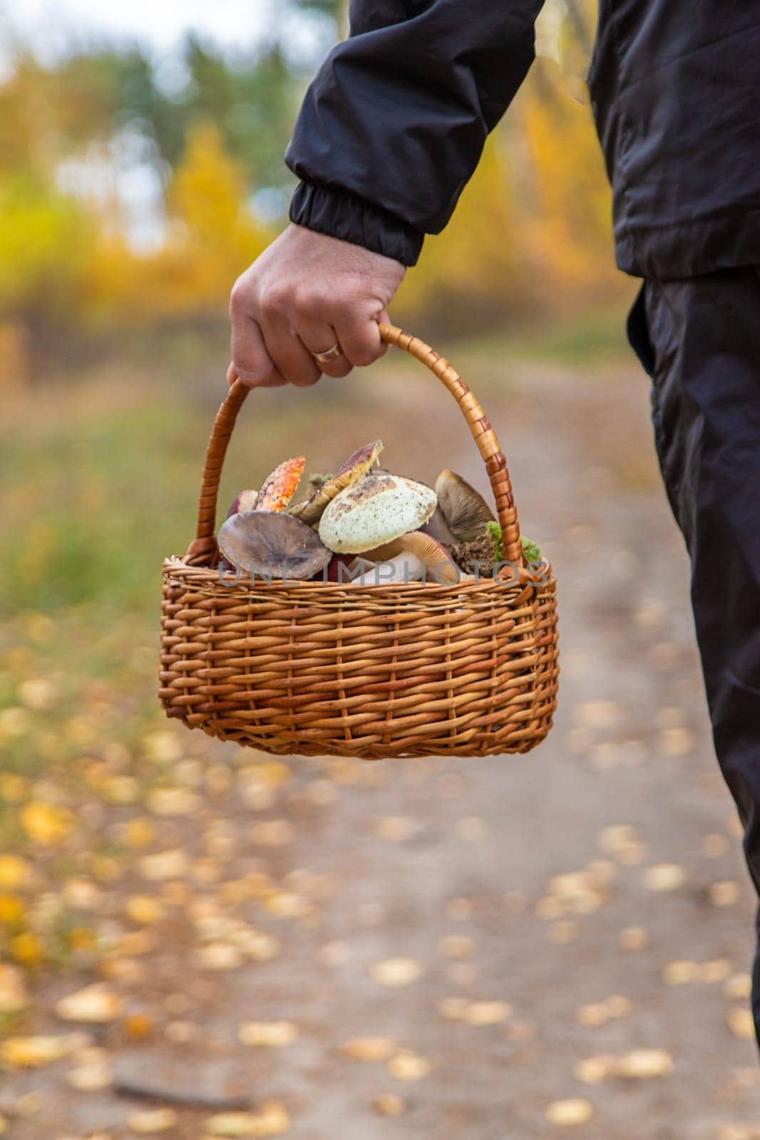 Basket with bad mushrooms in hands. Selective focus. nature.