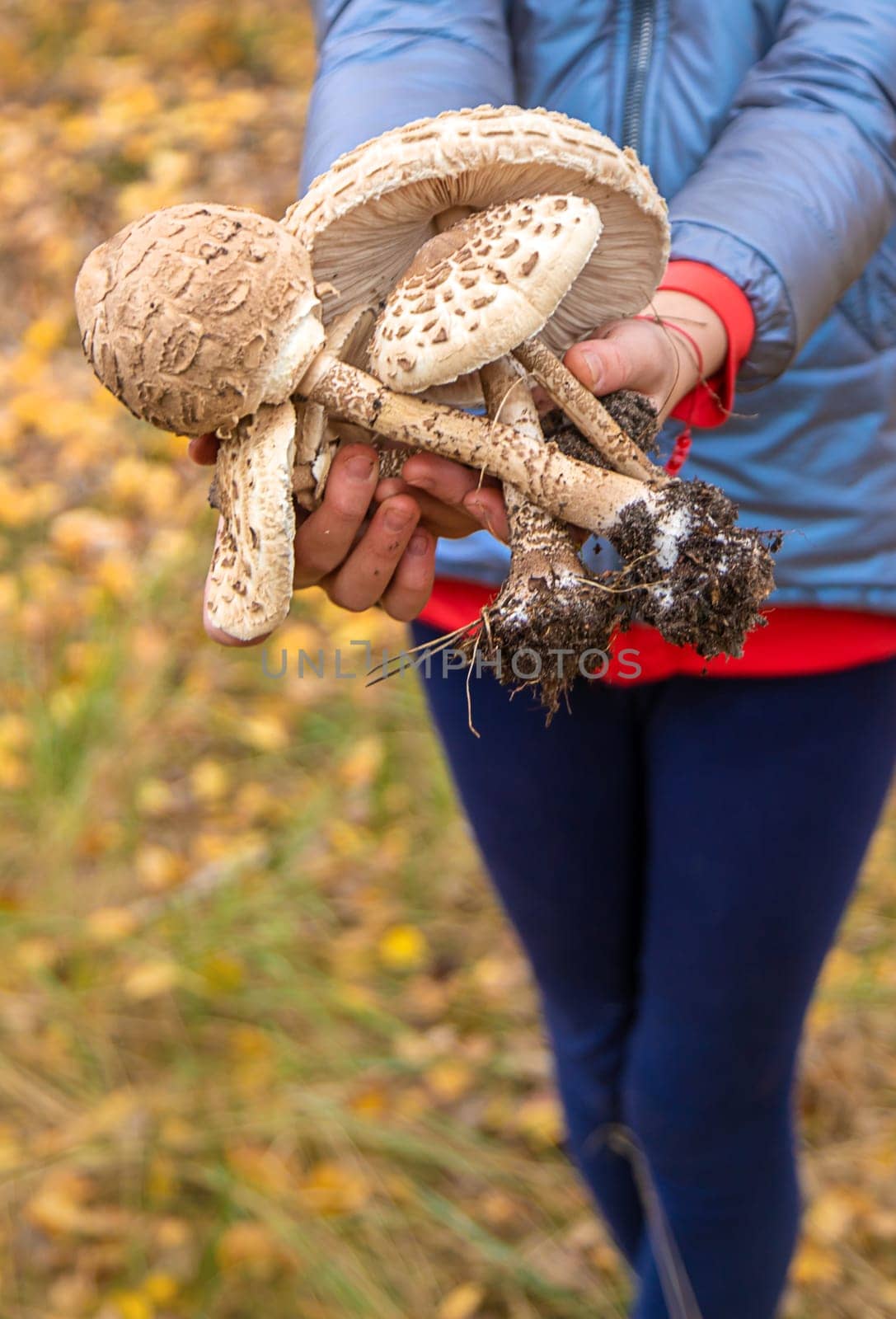 Mushrooms umbrellas in hands. Selective focus. nature.