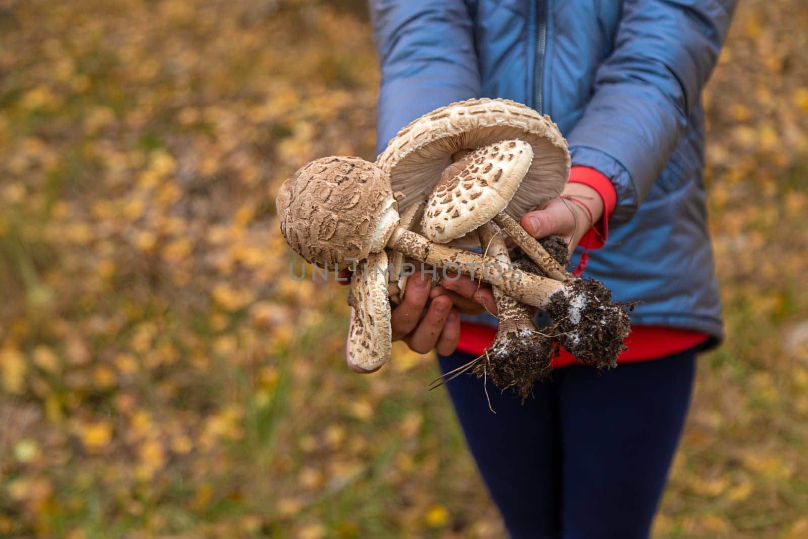 Mushrooms umbrellas in hands. Selective focus. nature.