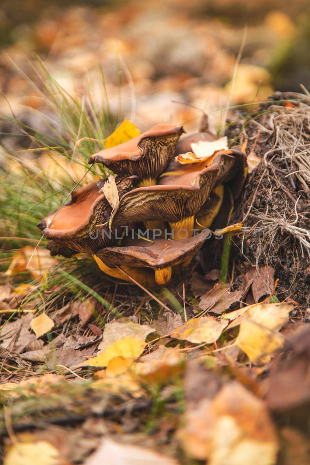 Bad mushrooms in the forest. Selective focus. nature.