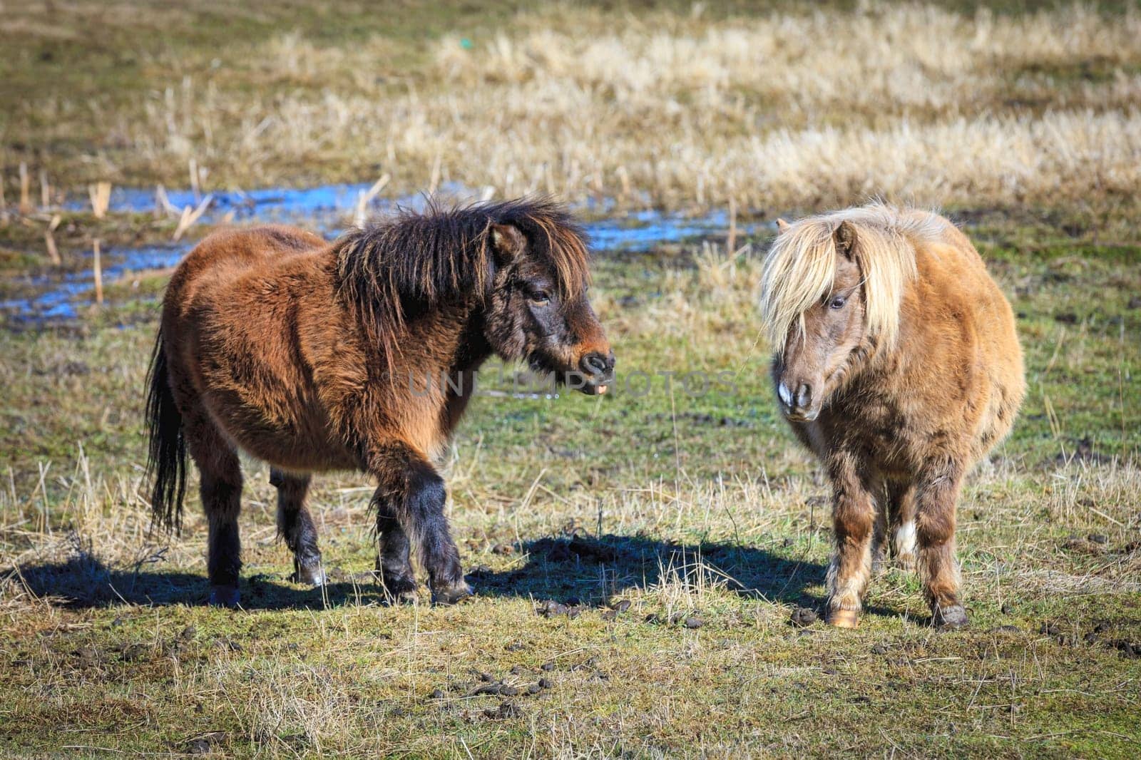 Two cute miniature horses interact in a field near Harrison, Idaho.