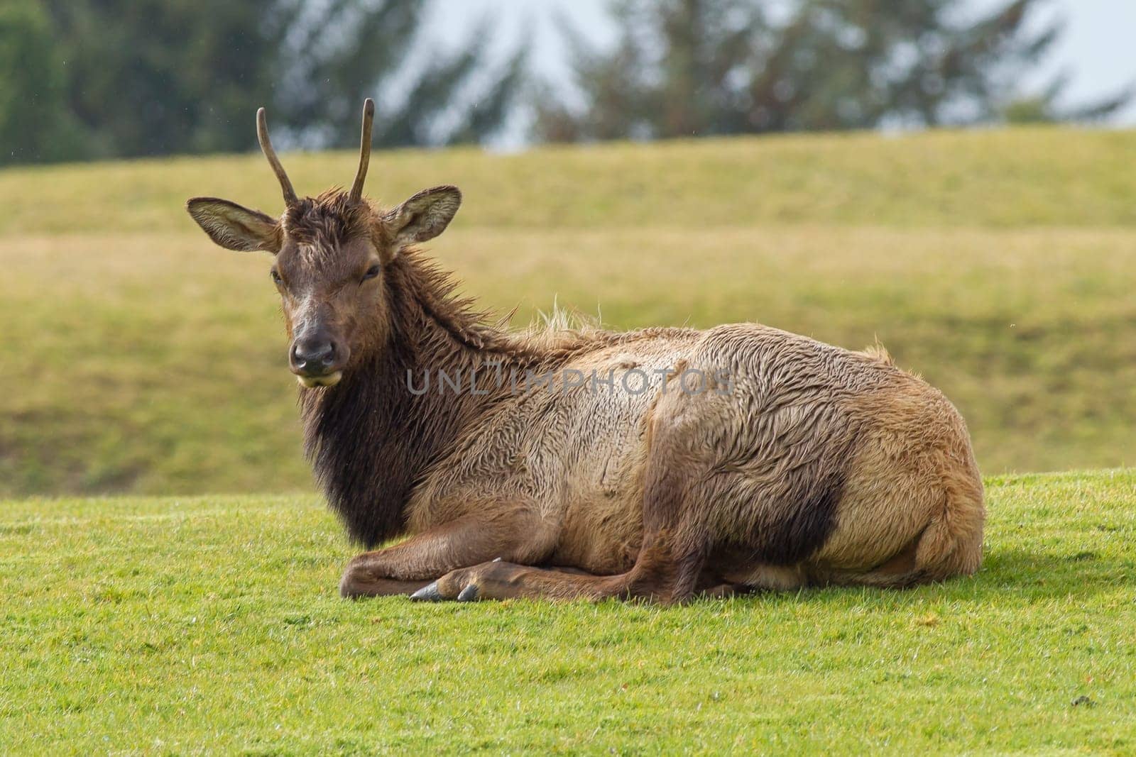 An elk with small antlers lays in the grass near Warrenton, Oregon.