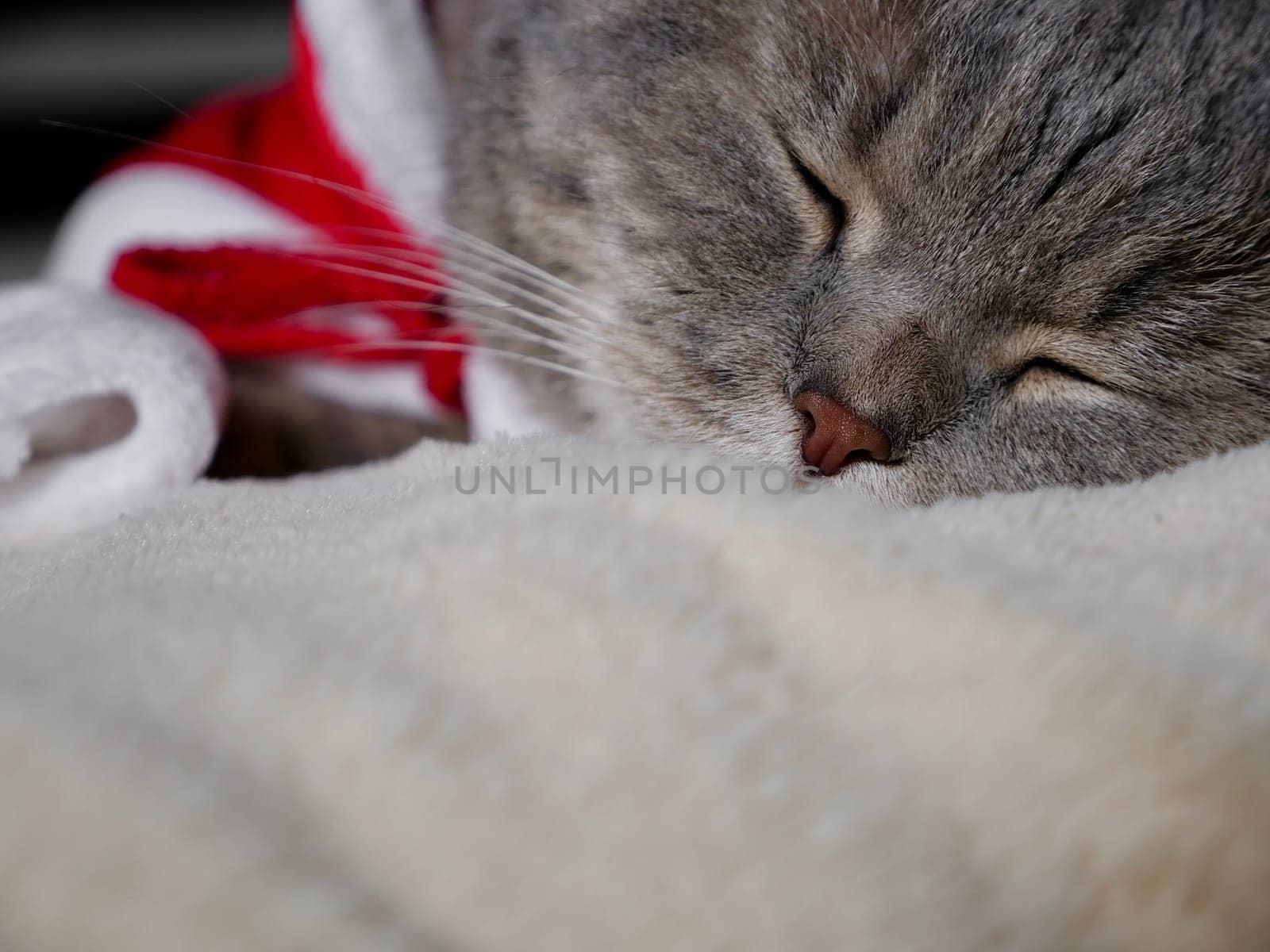 Celebrating Merry Christmas and Happy New Year 2025 at home with a pet. Scottish Straight cat sleeping on bed close-up