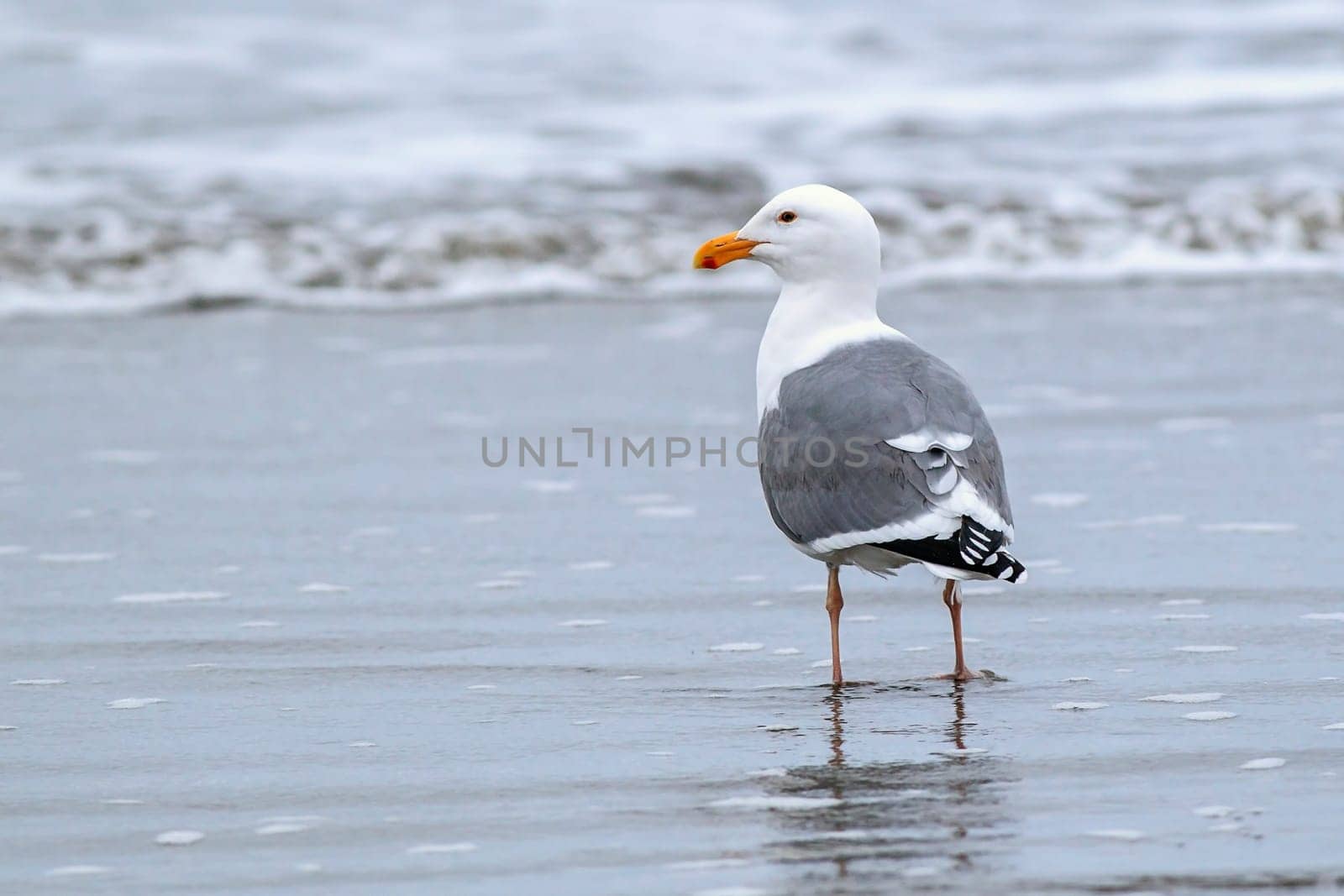 A herring gull stands on Del Ray Beach just north of Seaside, Oregon.