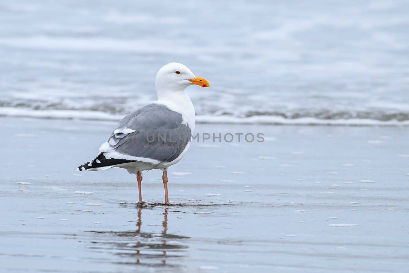 A herring gull stands on Del Ray Beach just north of Seaside, Oregon.