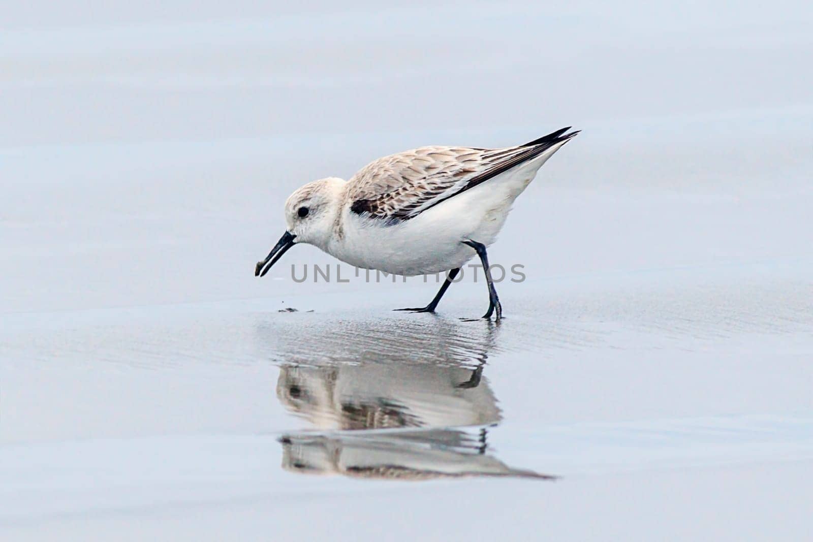 A sanderling on Del Ray beach walking around just north of Seaside, Oregon.