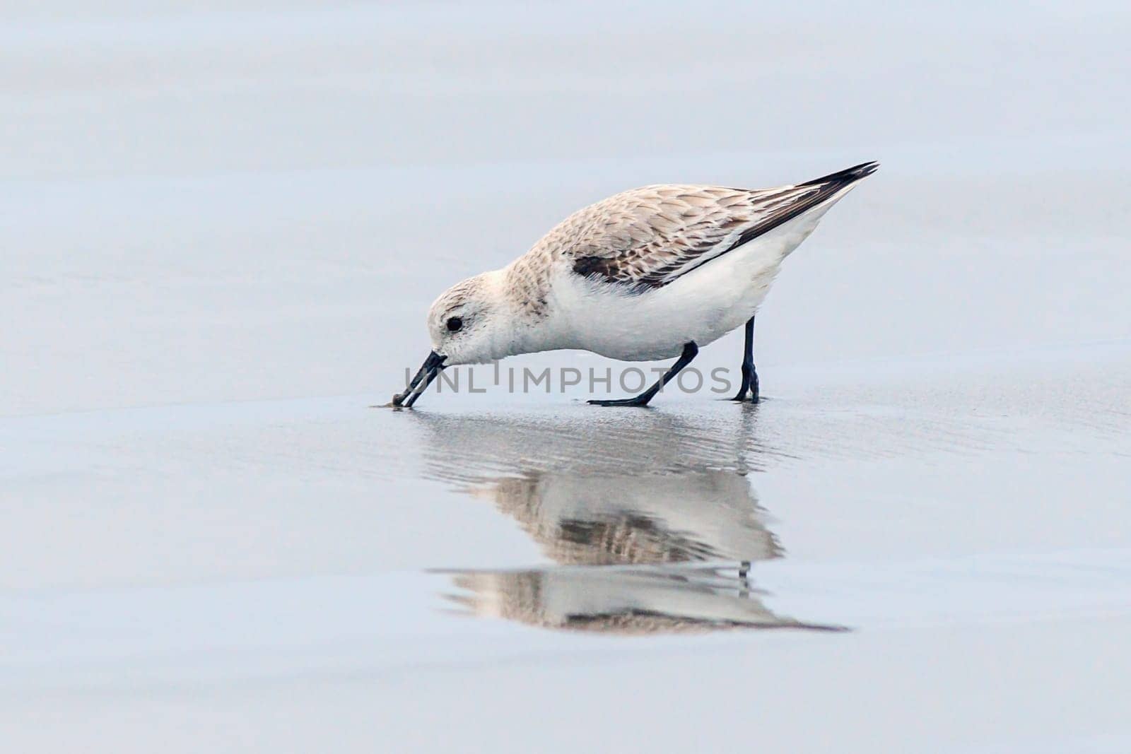 A sanderling on Del Ray beach walking around just north of Seaside, Oregon.