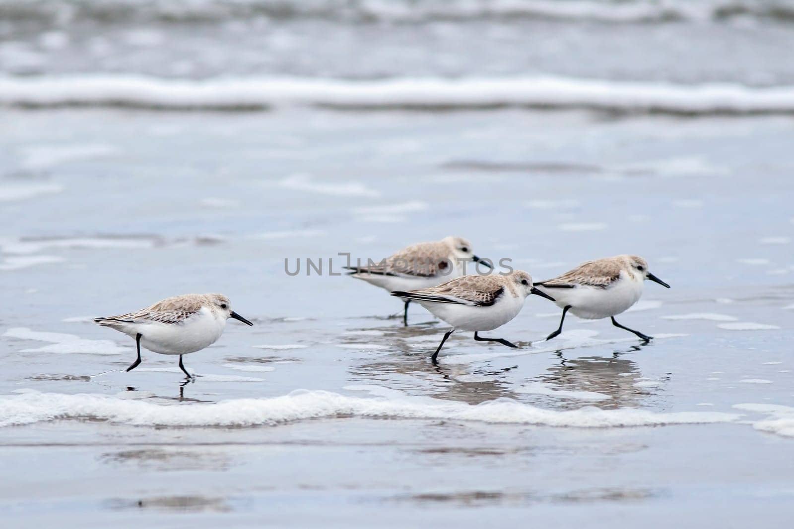 A flock of sanderlings run along the shore on Del Ray Beach just north of Seaside, Oregon.