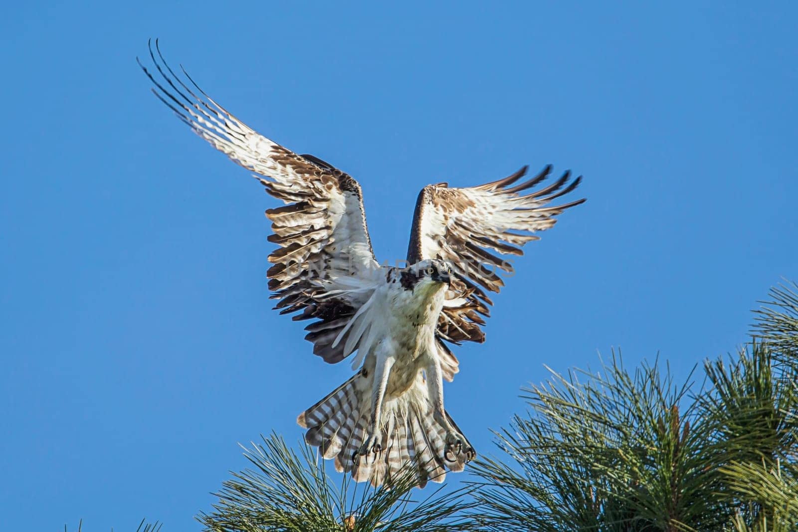 An osprey (pandion haliaetus) with wings spread comes in for a landing on a tree branch at Fernan Lake in Idaho.