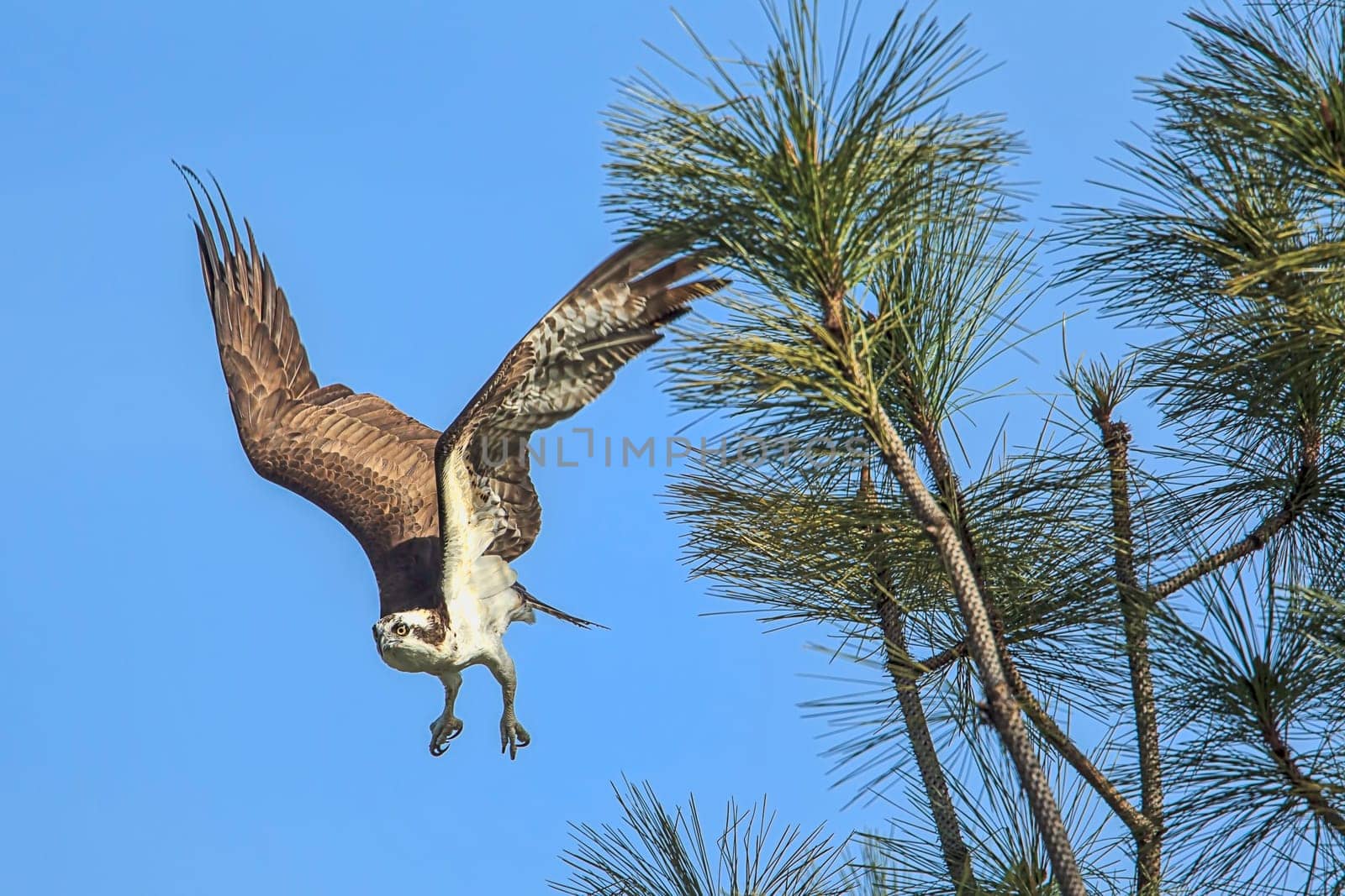 An osprey (pandion haliaetus) takes flight from a branch by Fernan Lake in north Idaho.
