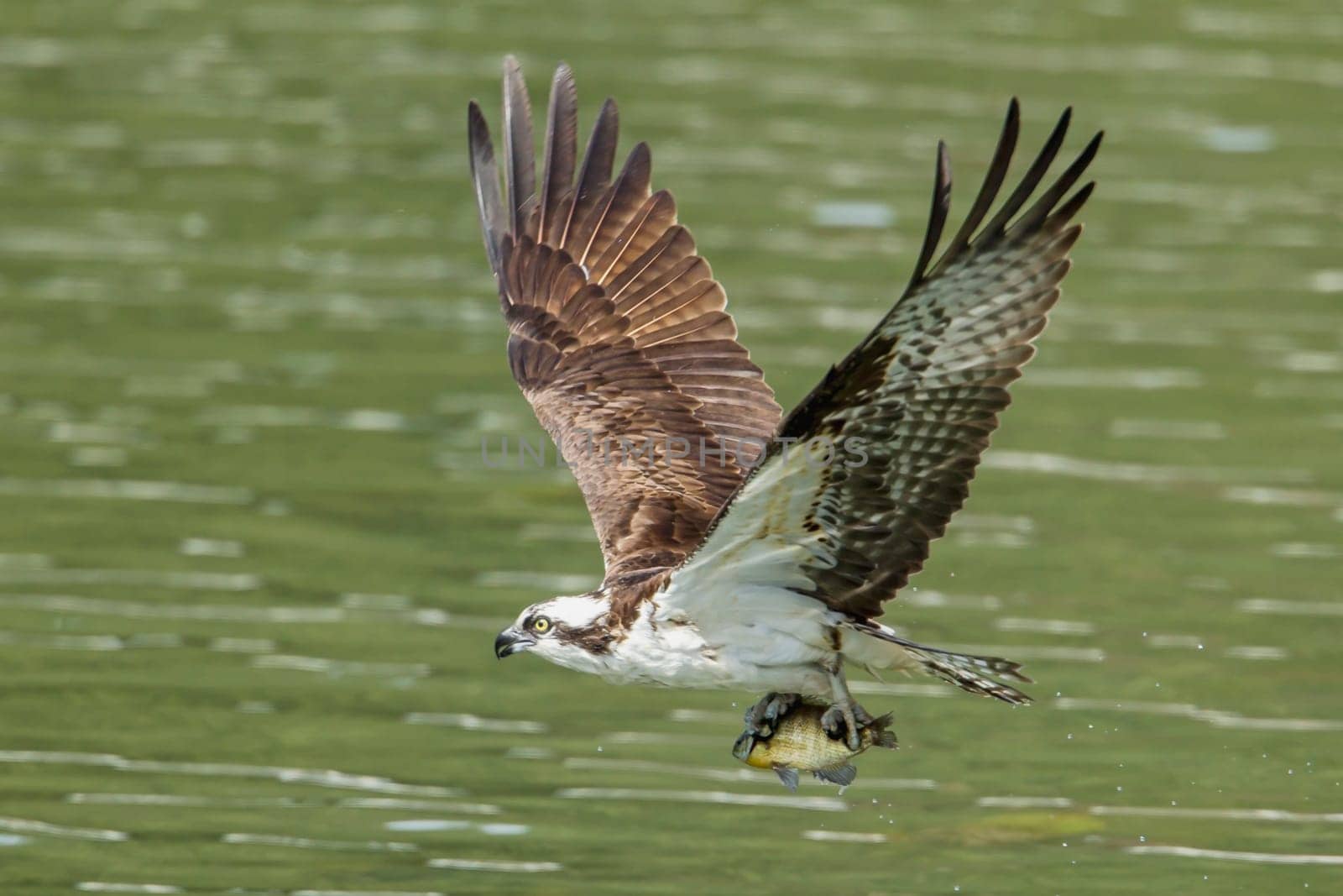 A beautiful osprey (pandion haliaetus) flies off after catching a fish at Fernan Lake in Idaho.