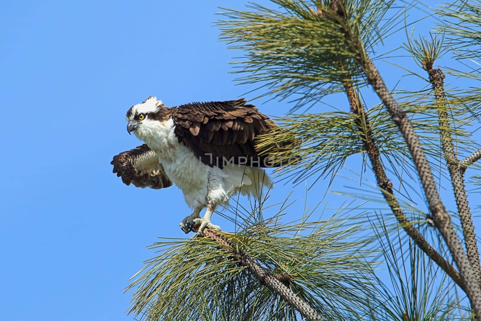 An osprey (pandion haliaetus) flutters its wings on a branch by Fernan Lake in north Idaho.