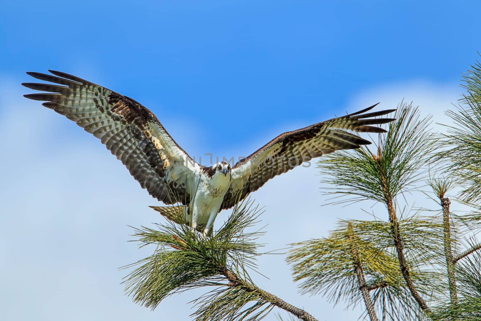 A majestic osprey (pandion haliaetus) lands on a pine tree by Fernan Lake in Idaho.