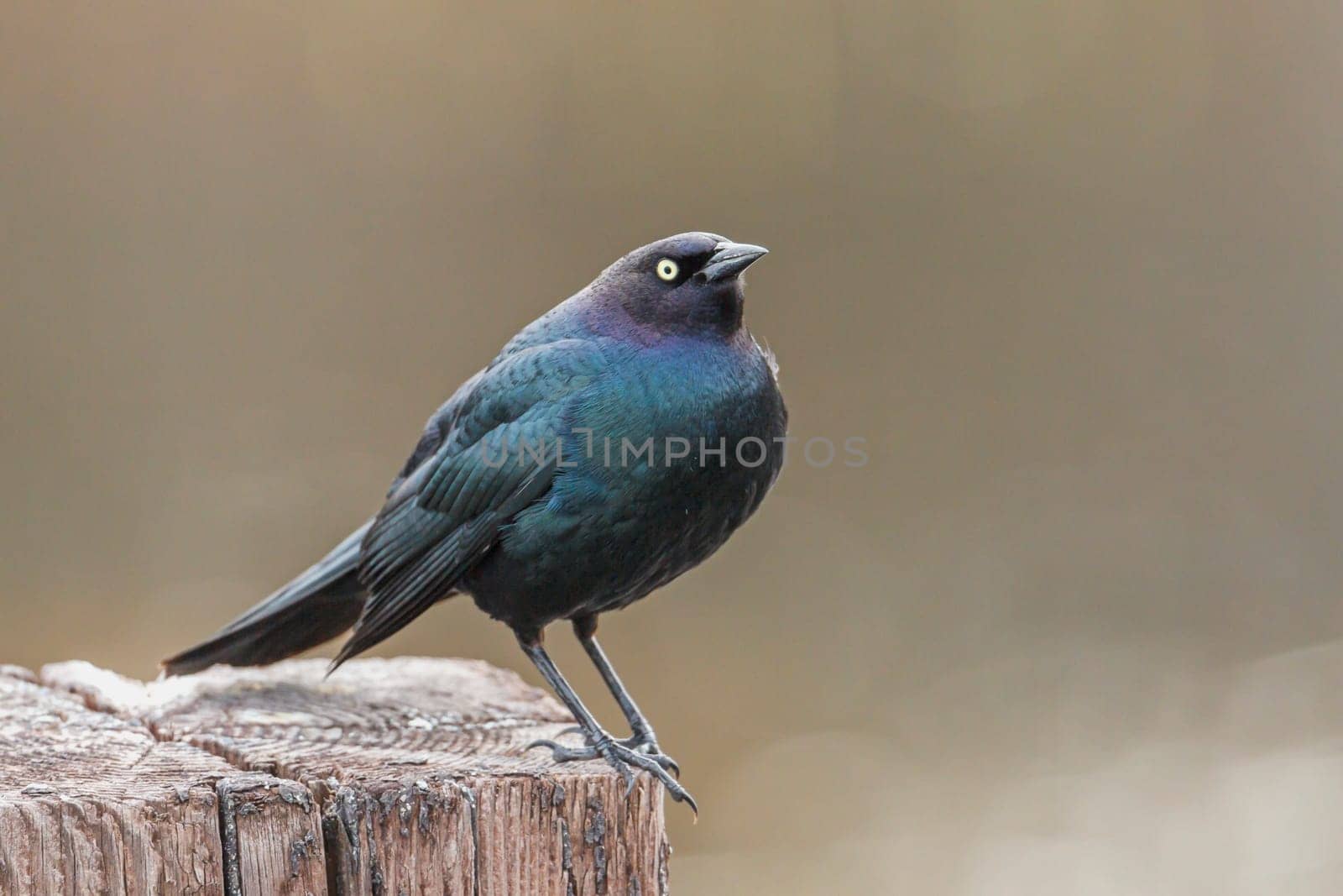 A brewer's blackbird is perched on a post in Hauser, Idaho.