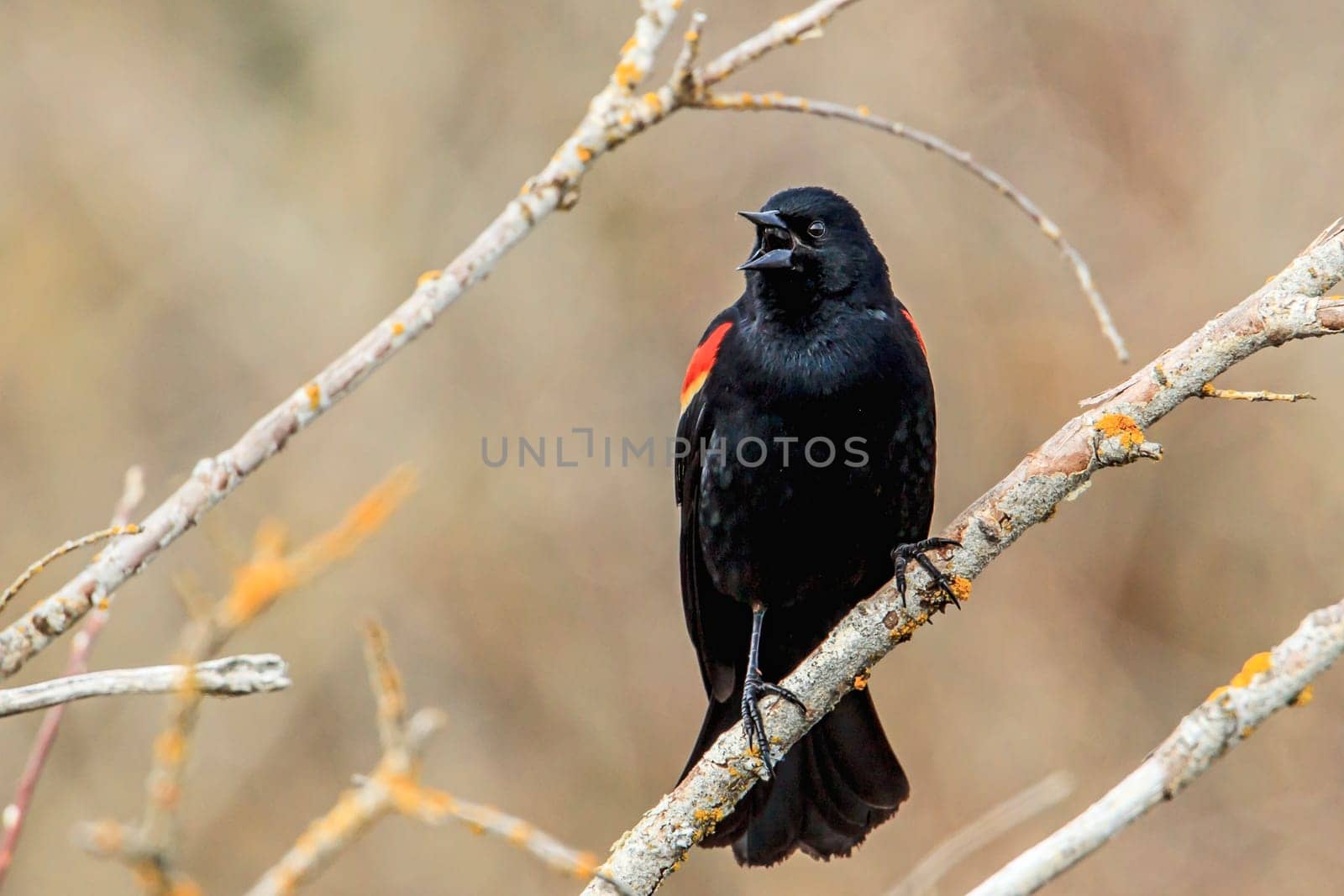A red winged blackbird (Agelaius phoeniceus) perched in a tree in Hauser, Idaho.