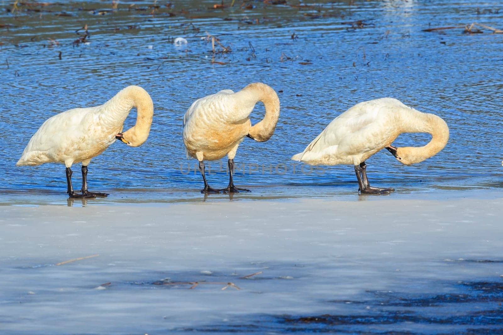 Tundra swans grooming themselves while standing on ice in north Idaho.