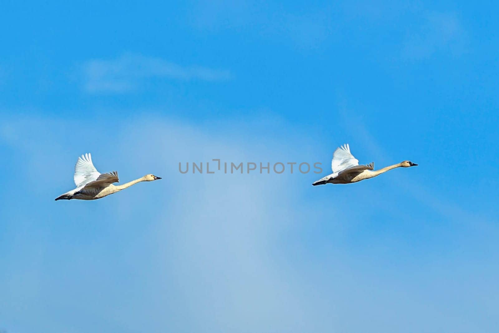 A flock of tundra swans flying in formation near Kilarney Lake in north Idaho.