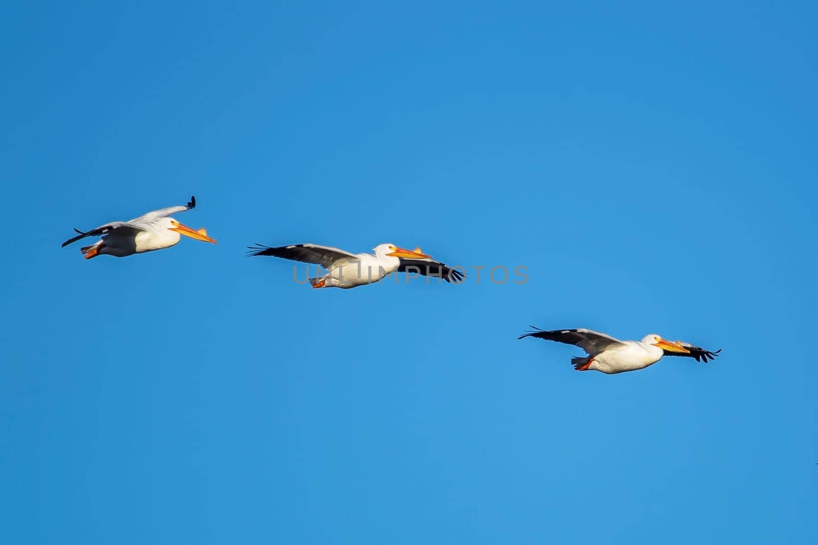 American white pelicans soaring in the sky above Scooteny Reservoir near Othello, Washington.