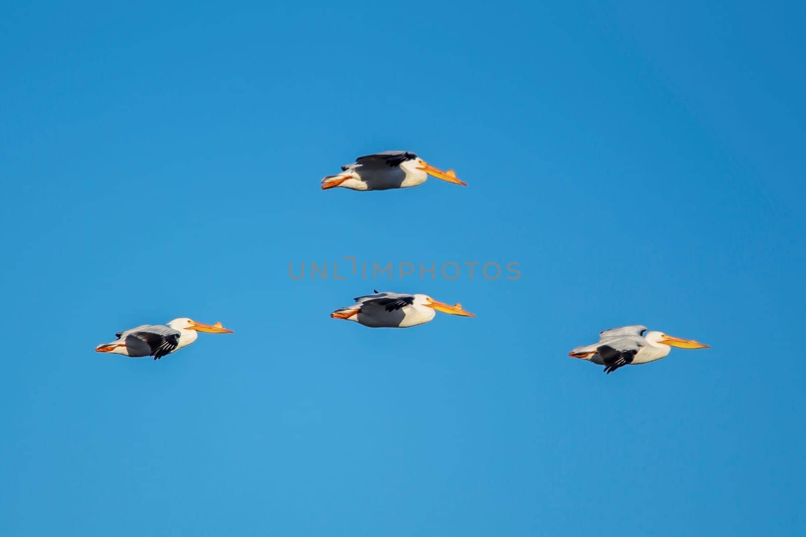 American white pelicans soaring in the sky above Scooteny Reservoir near Othello, Washington.