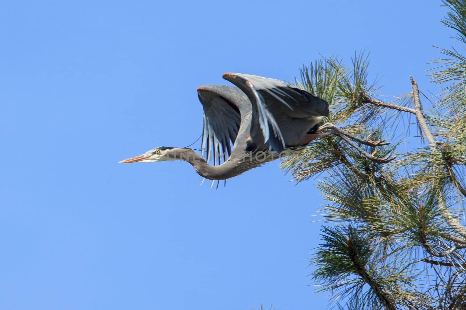 A pretty great blue heron (ardea herodias) flies off from a tree near Fernan Lake in north Idaho.