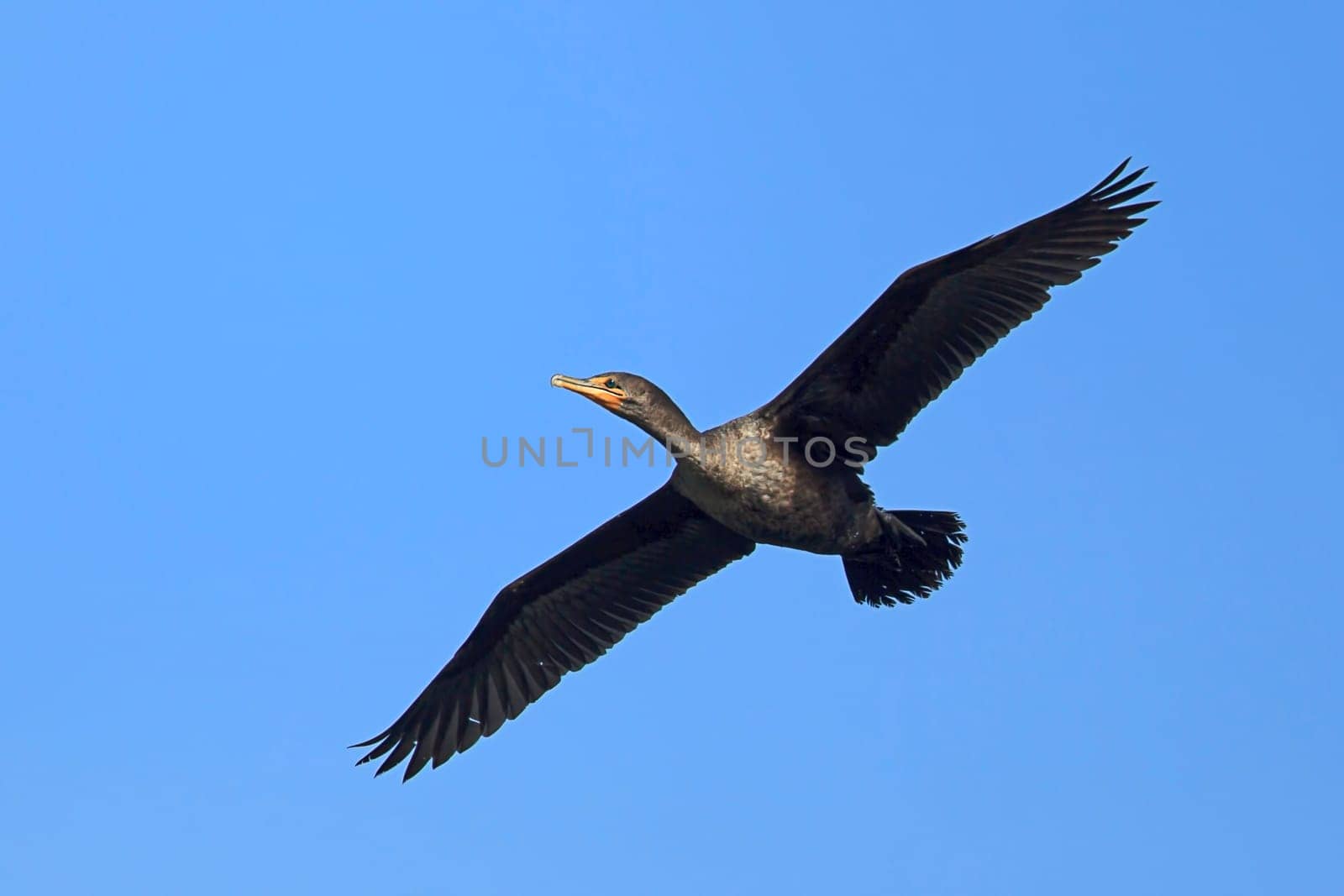 A cormorant (phalacrocorax carbo) soars above Fernan Lake in north Idaho.