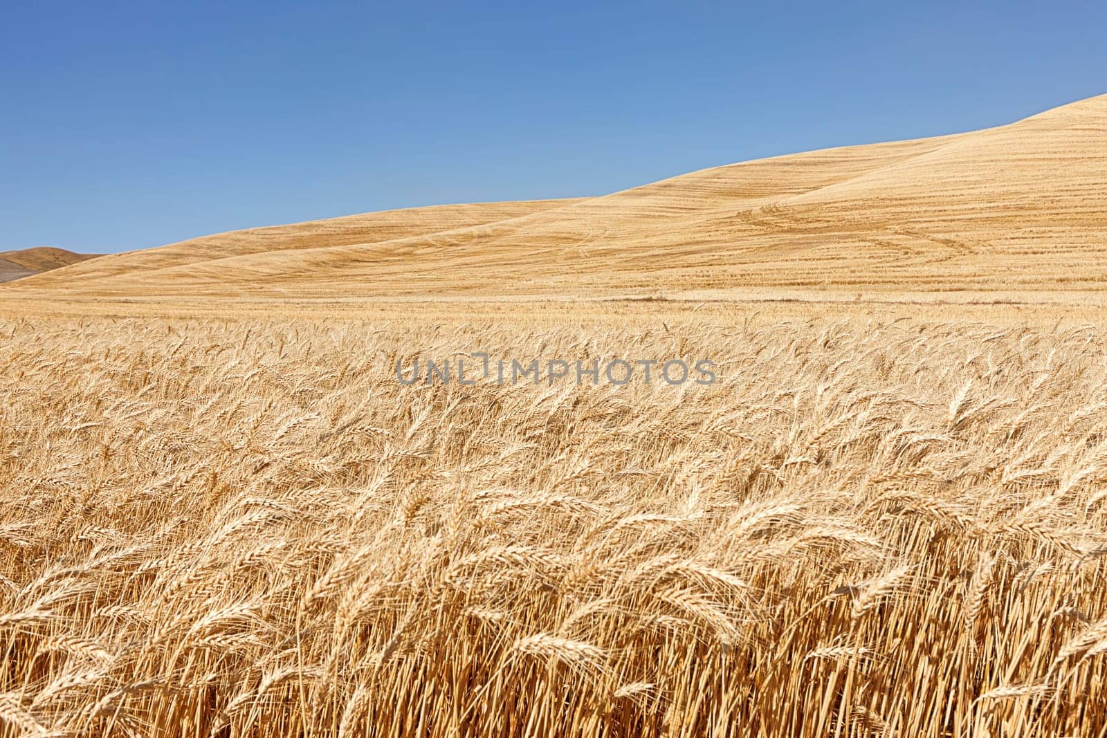 A field of wheat under a bright blue sky near Colfax, Washington.