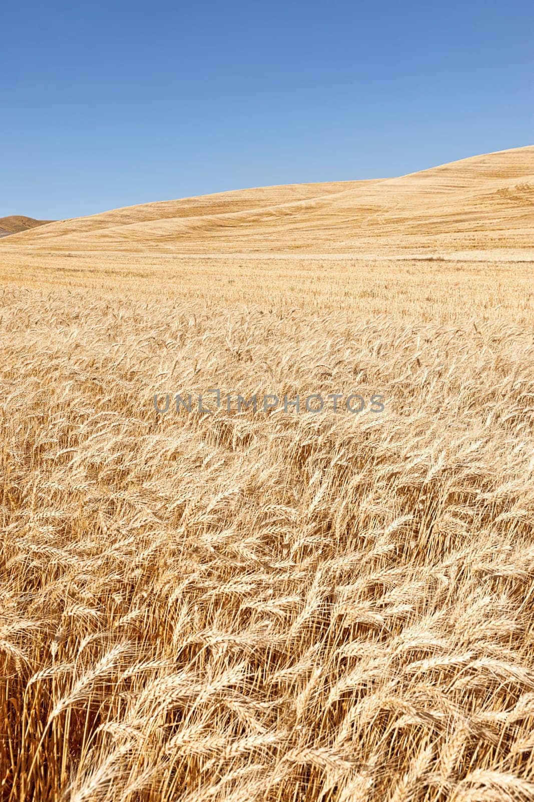 A field of wheat under a bright blue sky near Colfax, Washington.