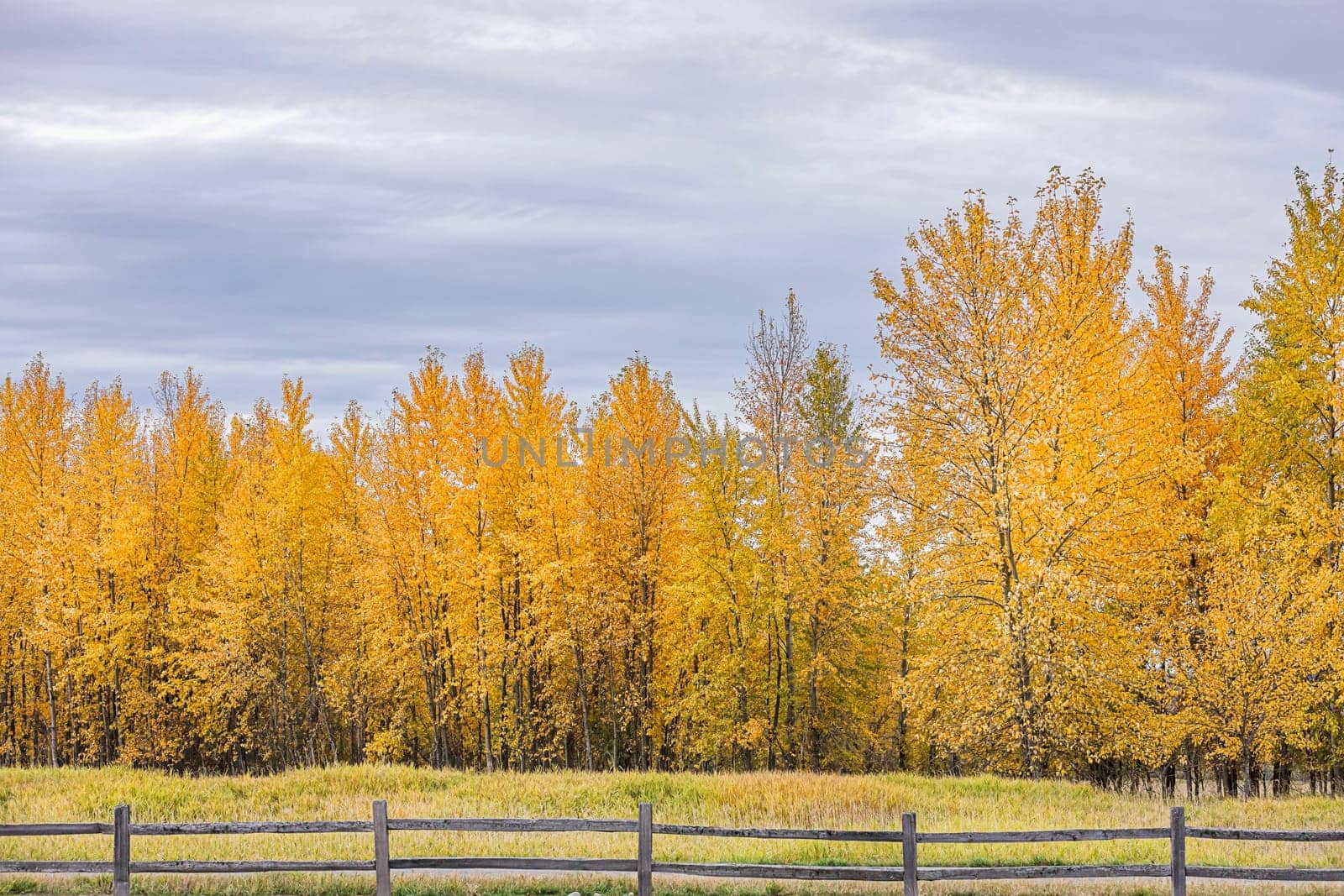 A cluster of trees with yellow leaves in fall at the Kootenai Wildlife Refuge near Bonners Ferry, Idaho.