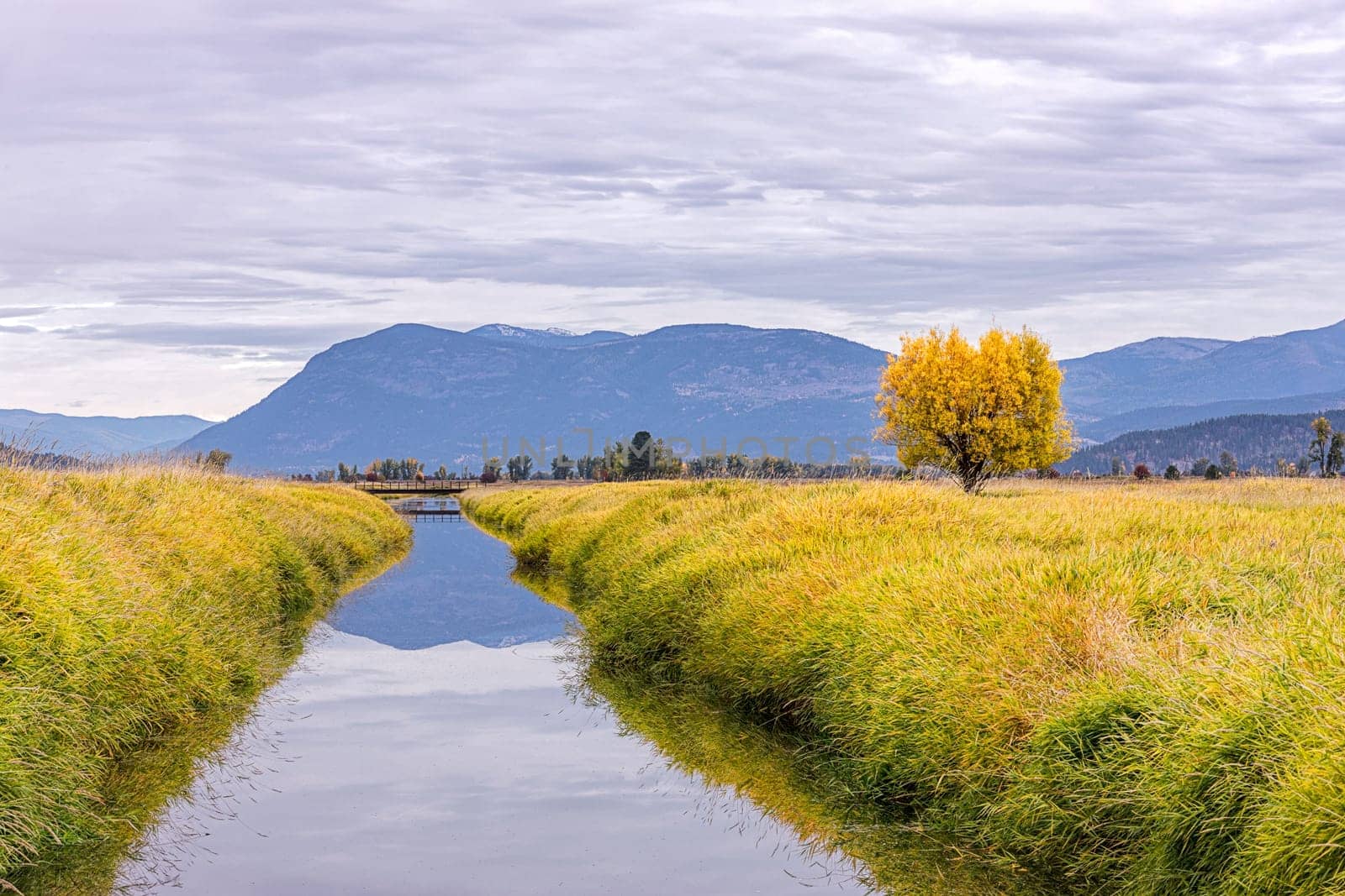 A small waterway goes past a single tree in autumn at the Kootenai Wildlife Refuge near Bonners Ferry, Idaho.