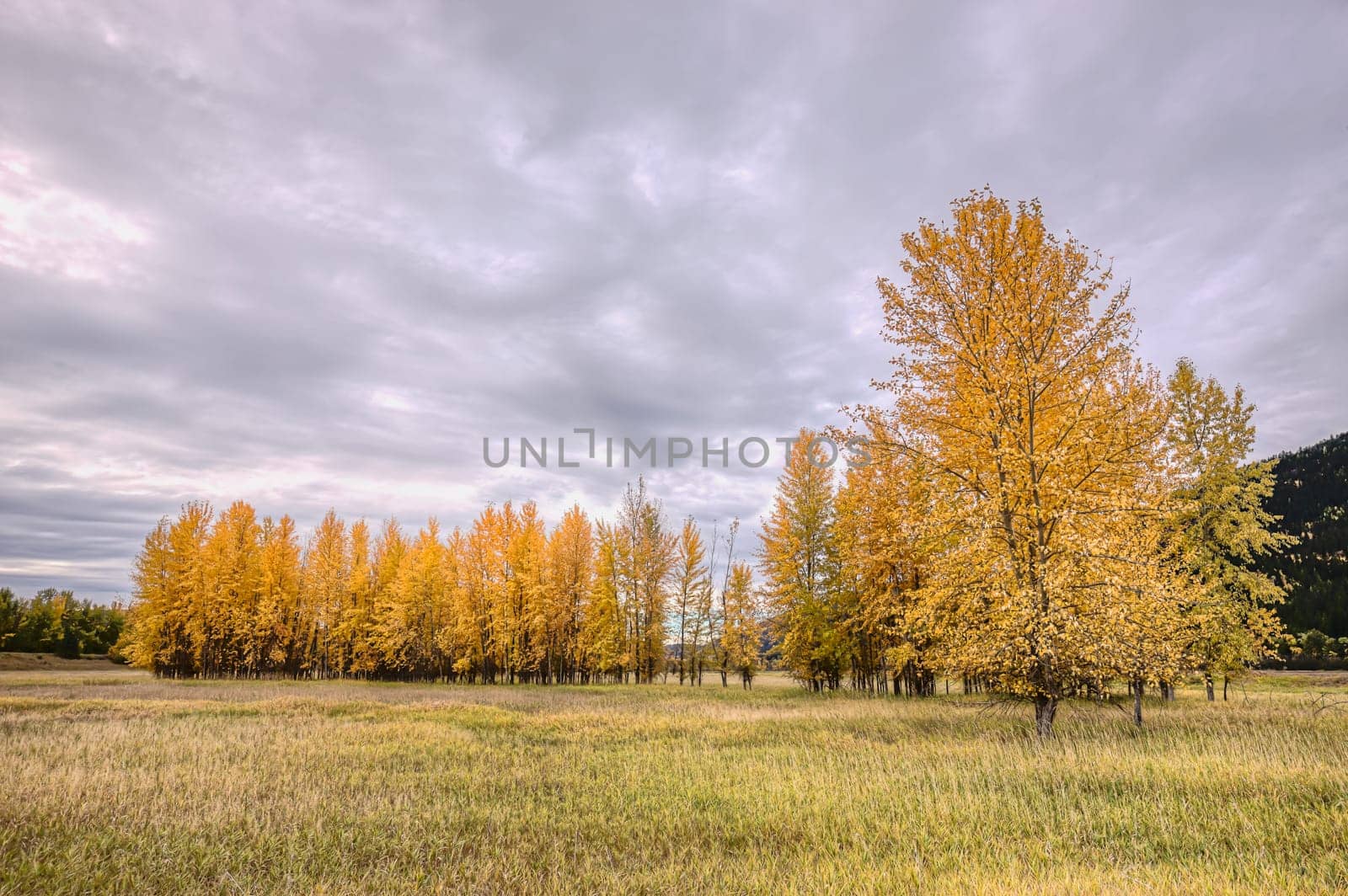 A cluster of trees with yellow leaves in fall at the Kootenai Wildlife Refuge near Bonners Ferry, Idaho.
