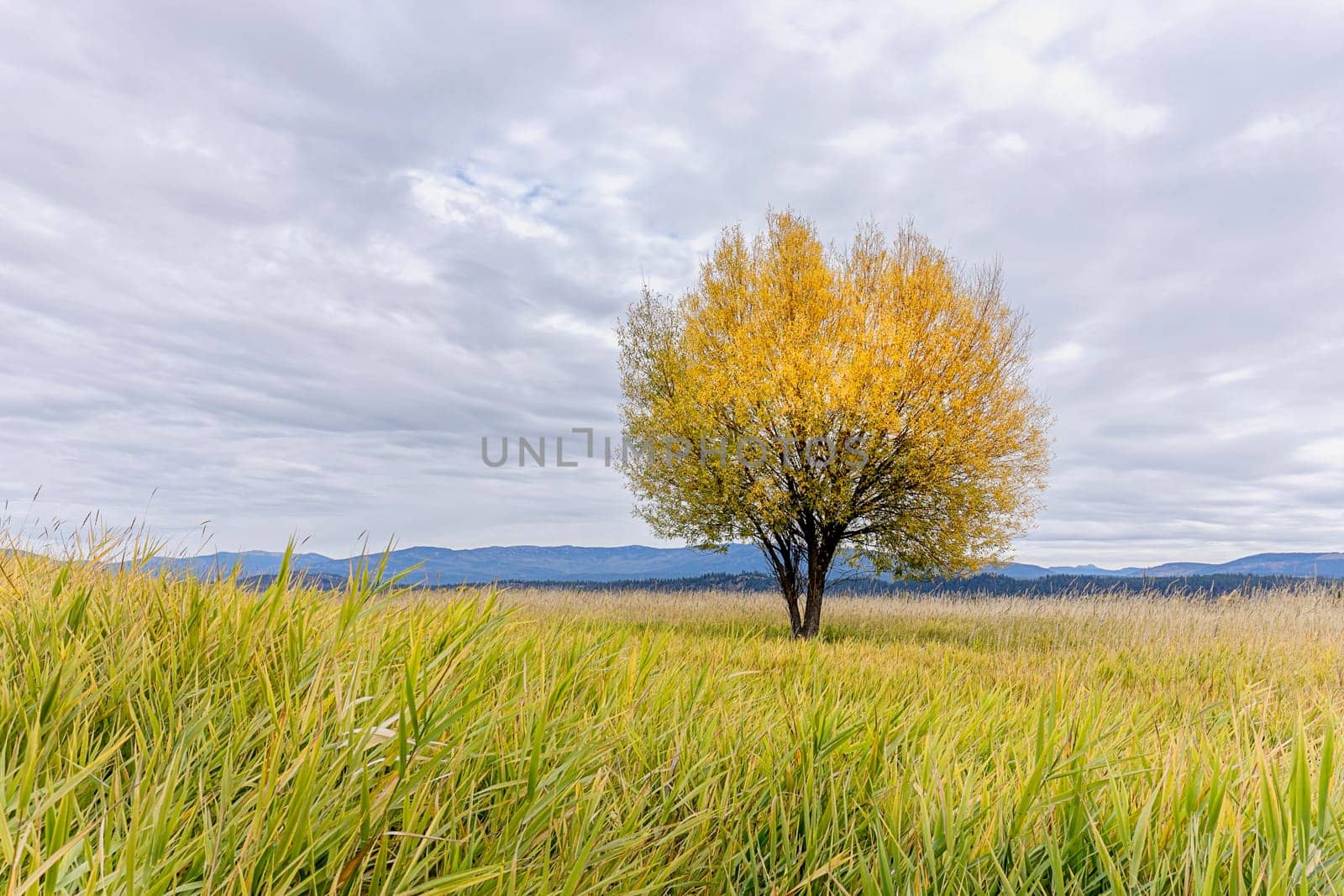 A single tree in the field under a cloudy sky in Autumn at the Kootenai Wildlife Refuge near Bonners Ferry, Idaho.