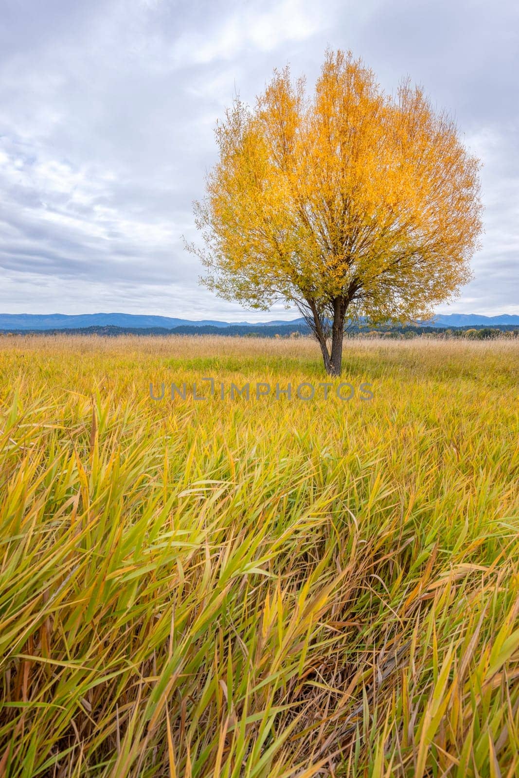 A single tree in the field under a cloudy sky in Autumn at the Kootenai Wildlife Refuge near Bonners Ferry, Idaho.