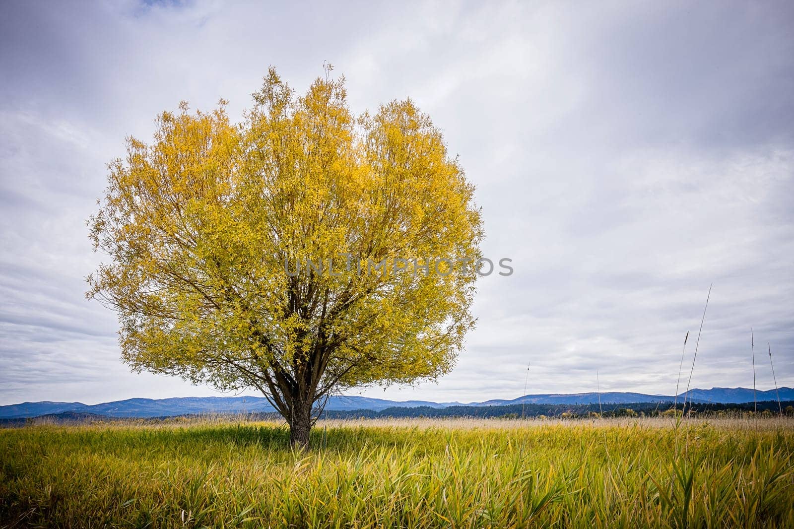 A single tree in the field under a cloudy sky in Autumn at the Kootenai Wildlife Refuge near Bonners Ferry, Idaho.
