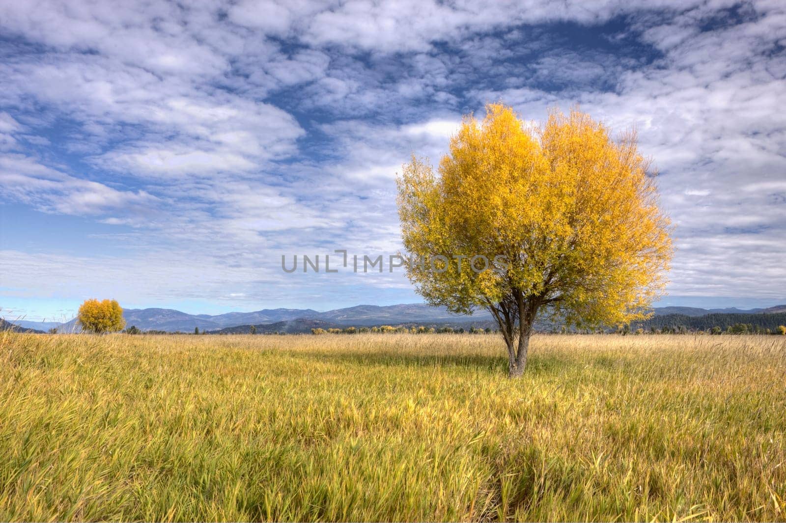 A single tree in the field under a partly cloudy sky in Autumn at the Kootenai Wildlife Refuge near Bonners Ferry, Idaho.