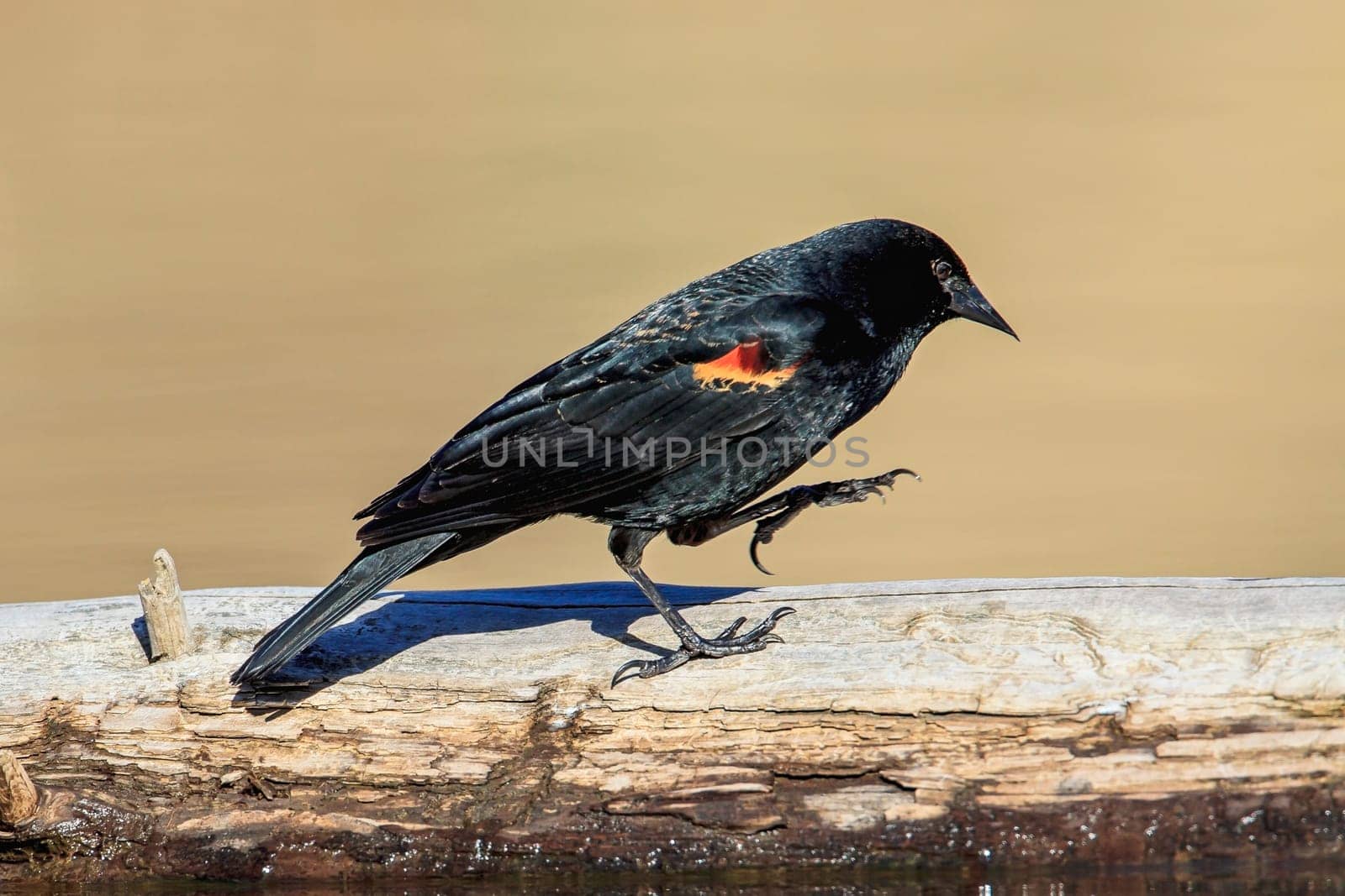 A red-winged blackbird (agelaius phoeniceus} walks on a log at Fernan Lake in north Idaho.