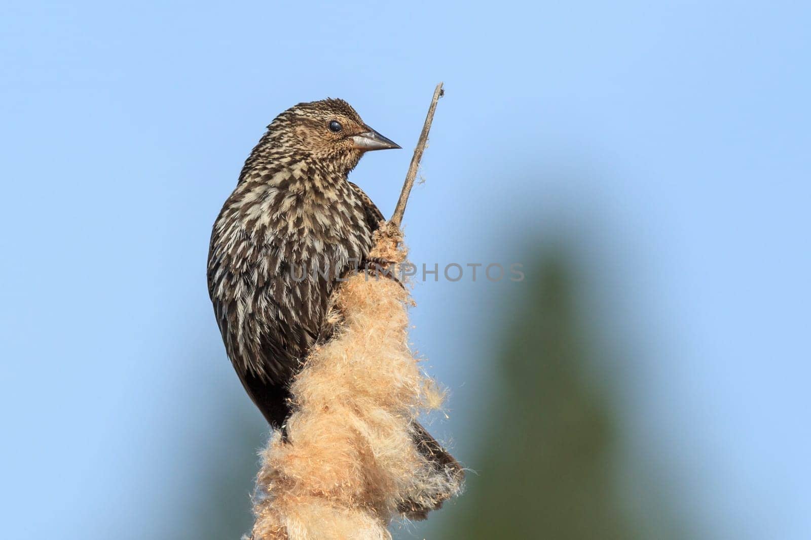 A female red-winged blackbird (agelaius phoeniceus) on a cattail in north Idaho.