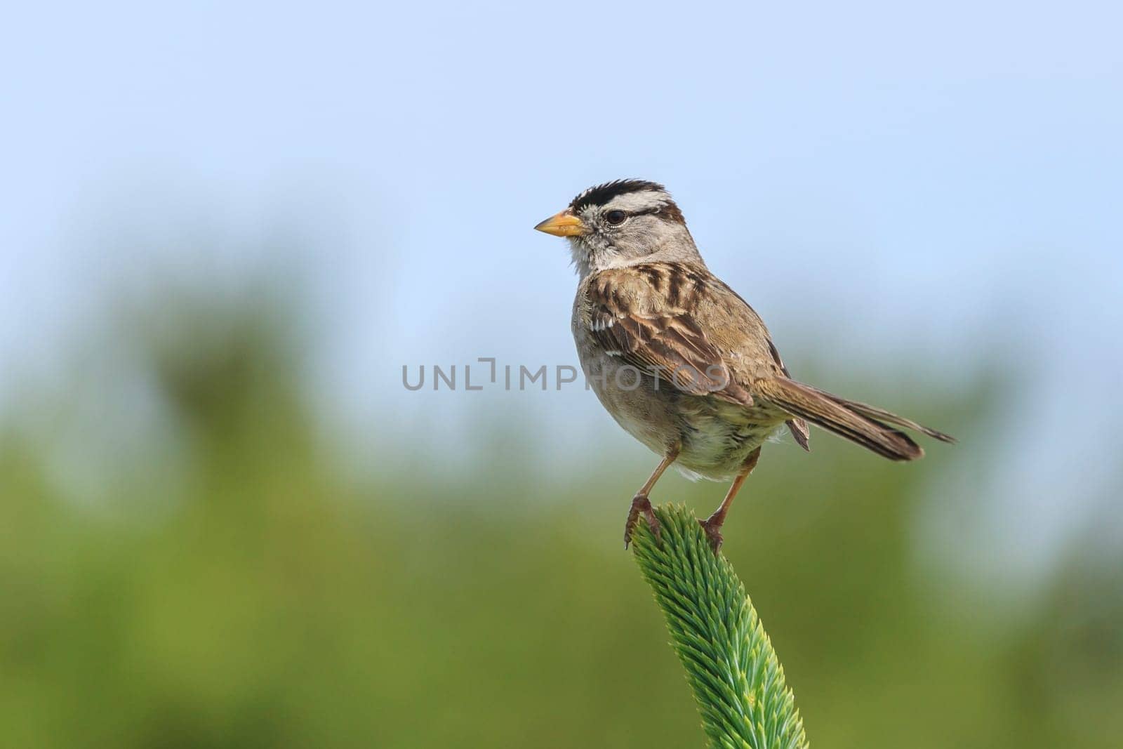 A white crowned sparrow, zonotrichia leucophrys, is perched on a plant in Seaside, Oregon.