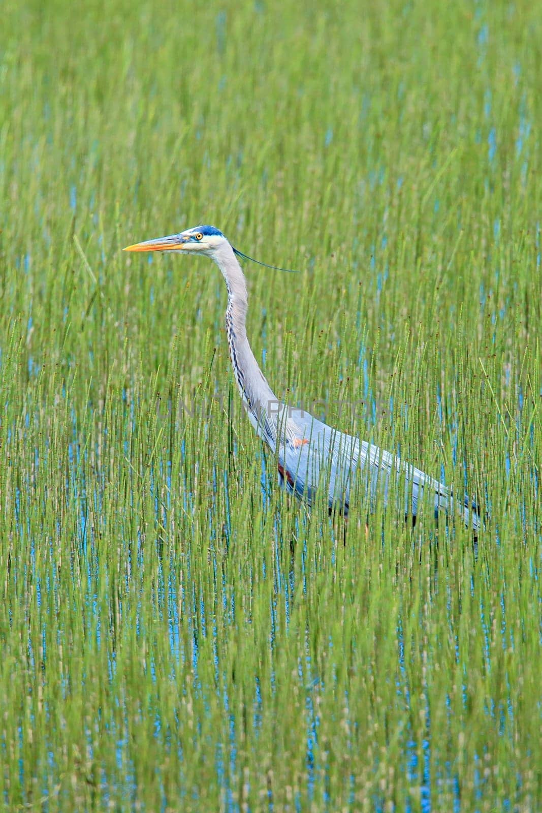 A great blue heron wades in water and grass at Wolf Lodge Bay area near Coeur d'Alene, Idaho