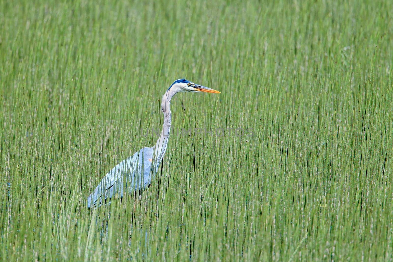 A great blue heron wades in water and grass at Wolf Lodge Bay area near Coeur d'Alene, Idaho