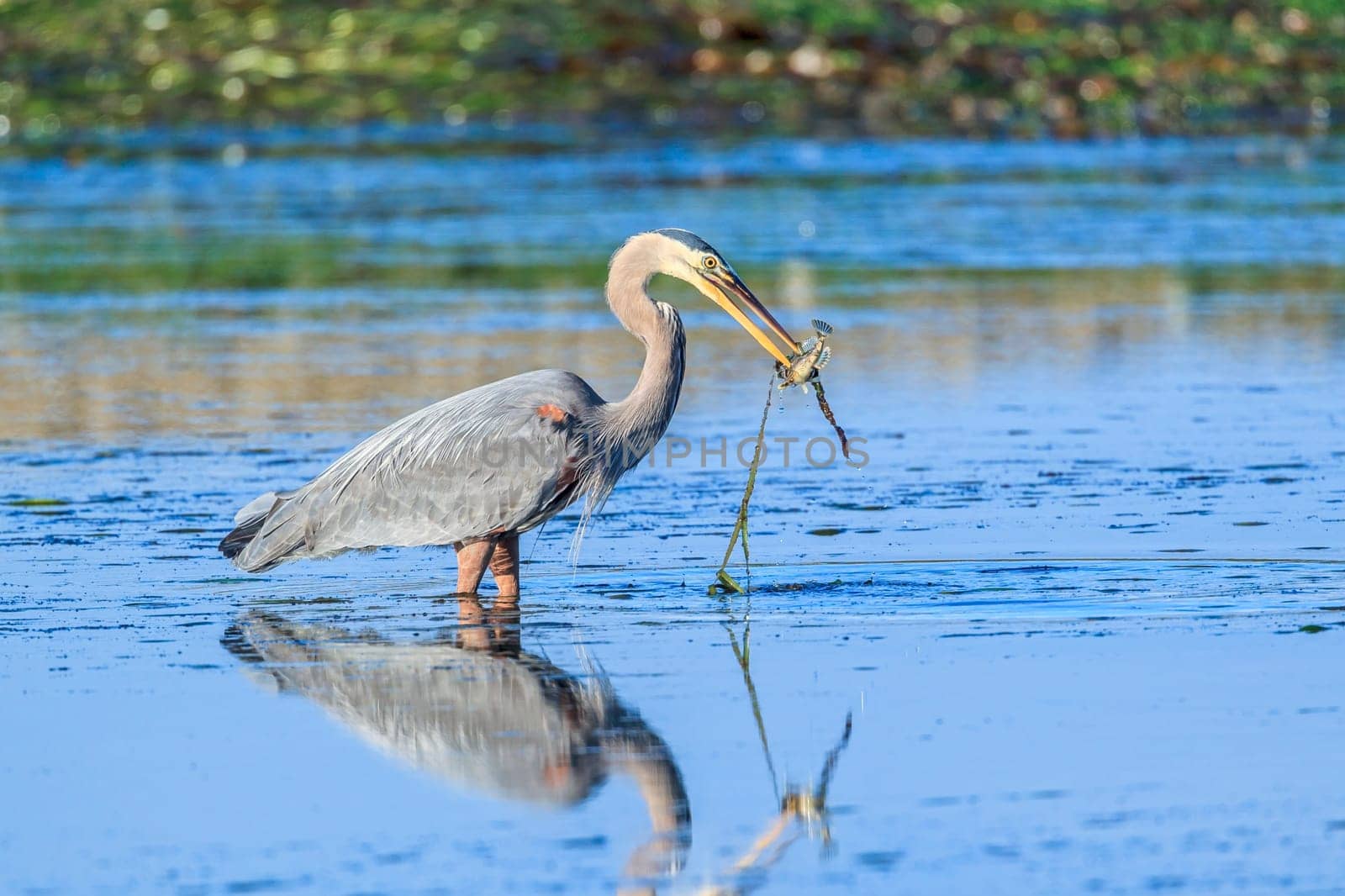 A great blue heron, ardea herodias, catches a fishin Garibaldi Bay in northwest Oregon.